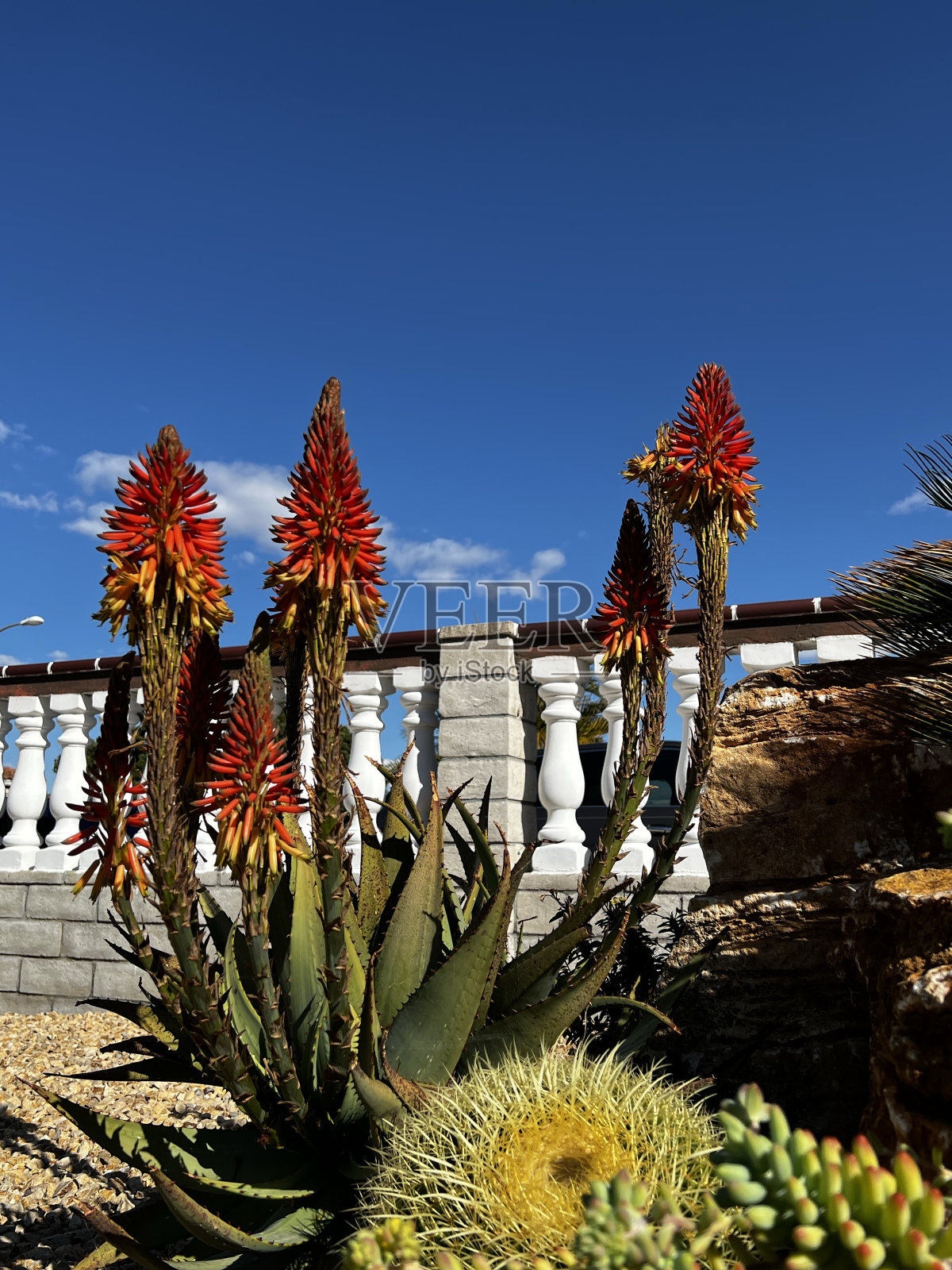 多汁的颜色照片摄影图片