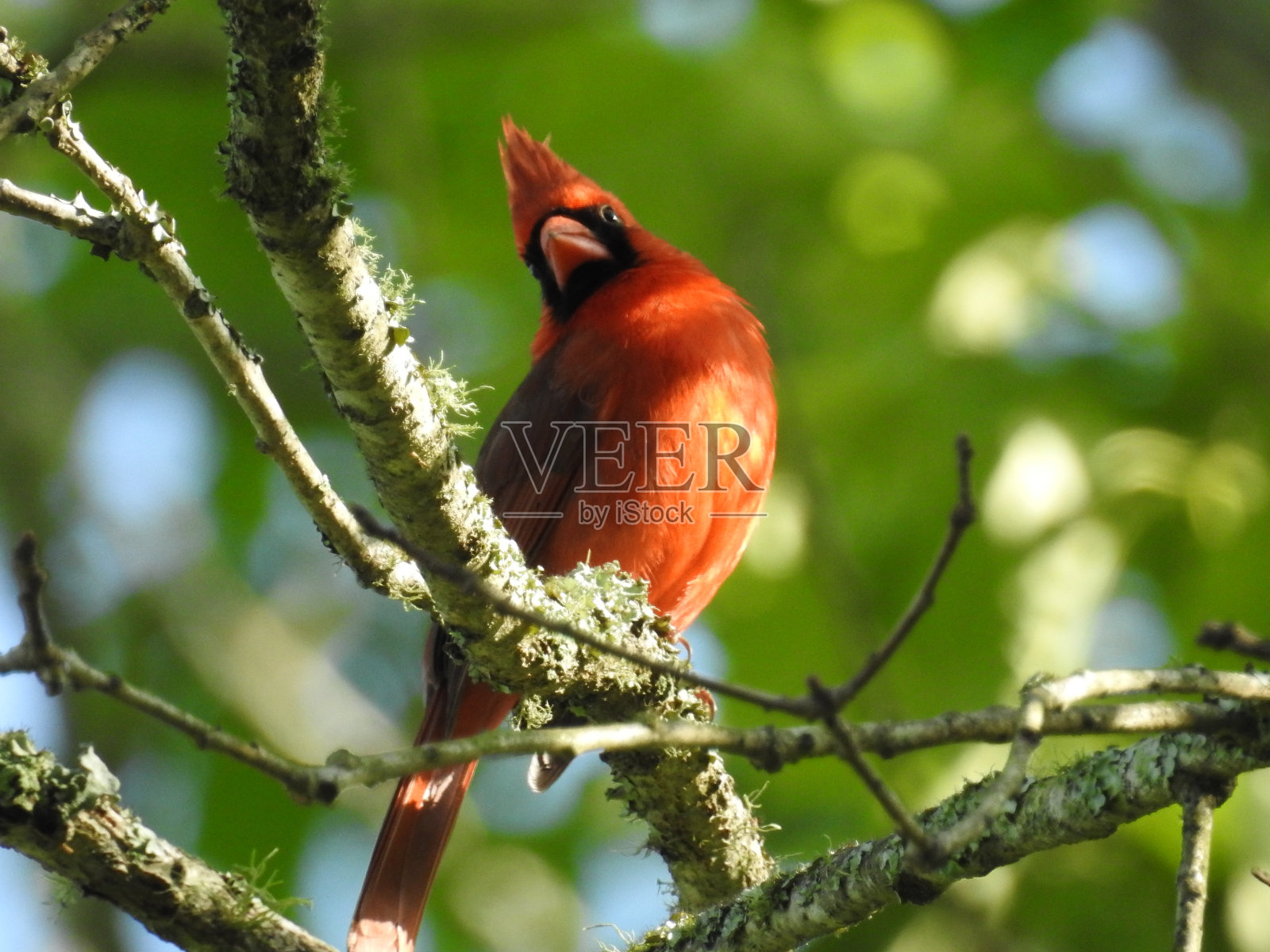 男性北部红衣主教照片摄影图片