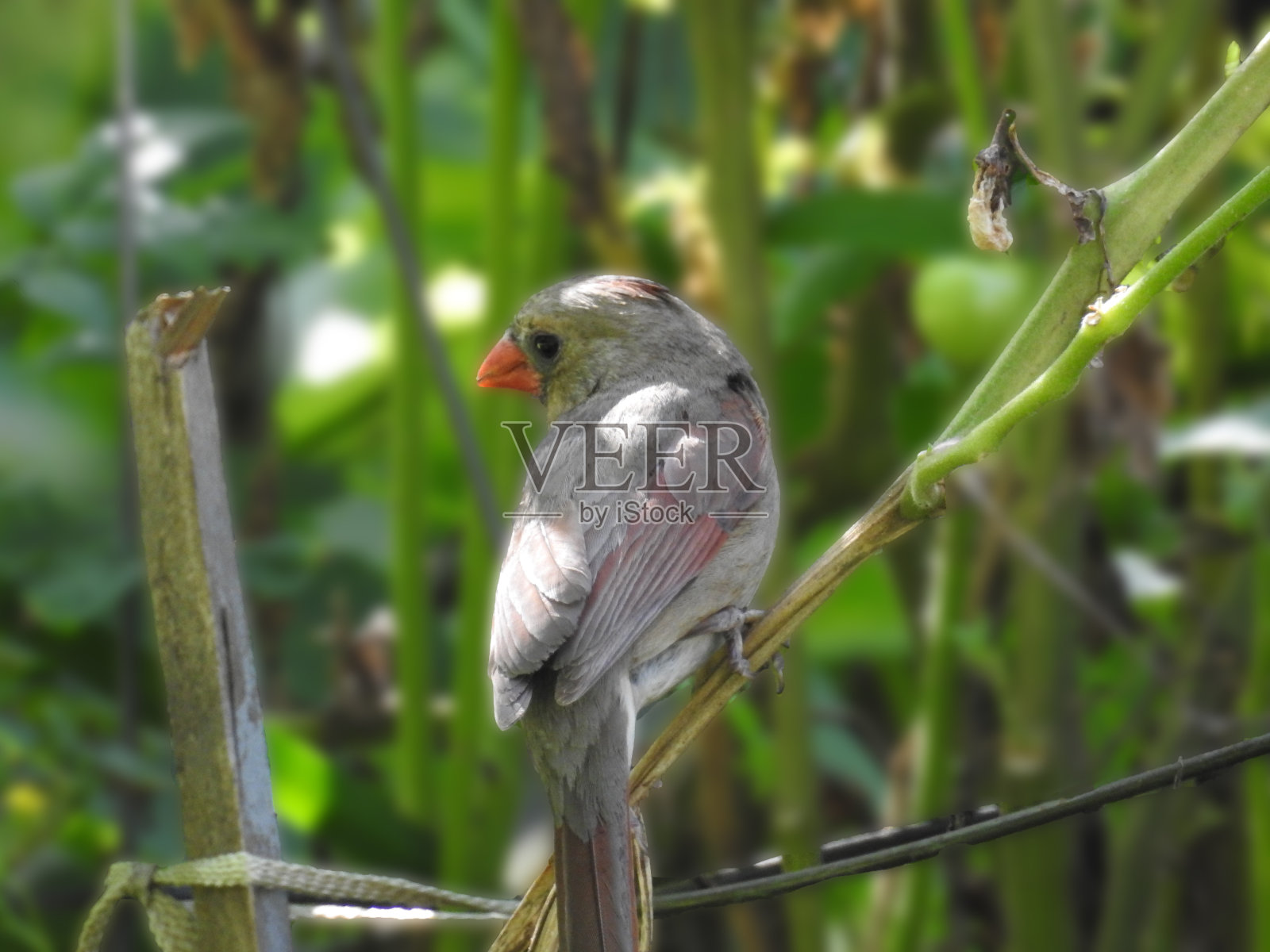 女性北部红衣主教照片摄影图片