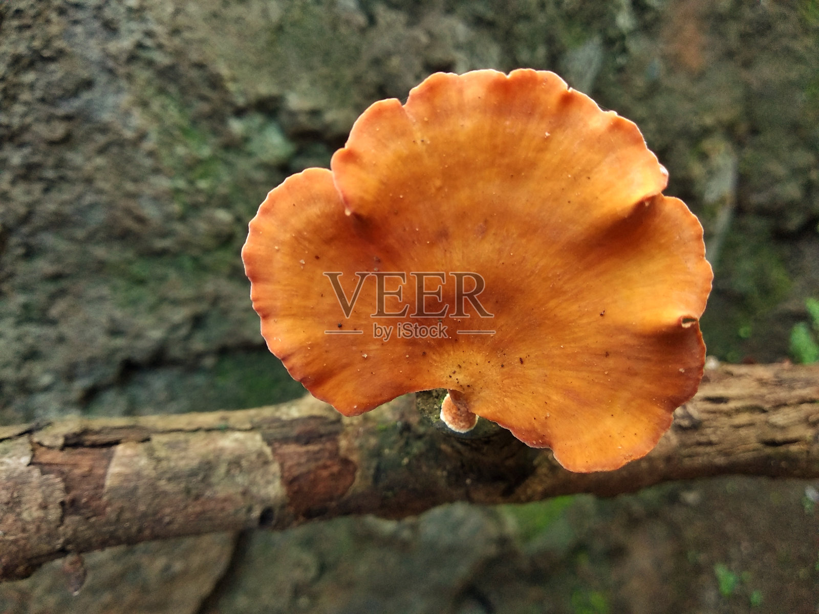 近距离观察生长在树皮上的棕色蘑菇照片摄影图片