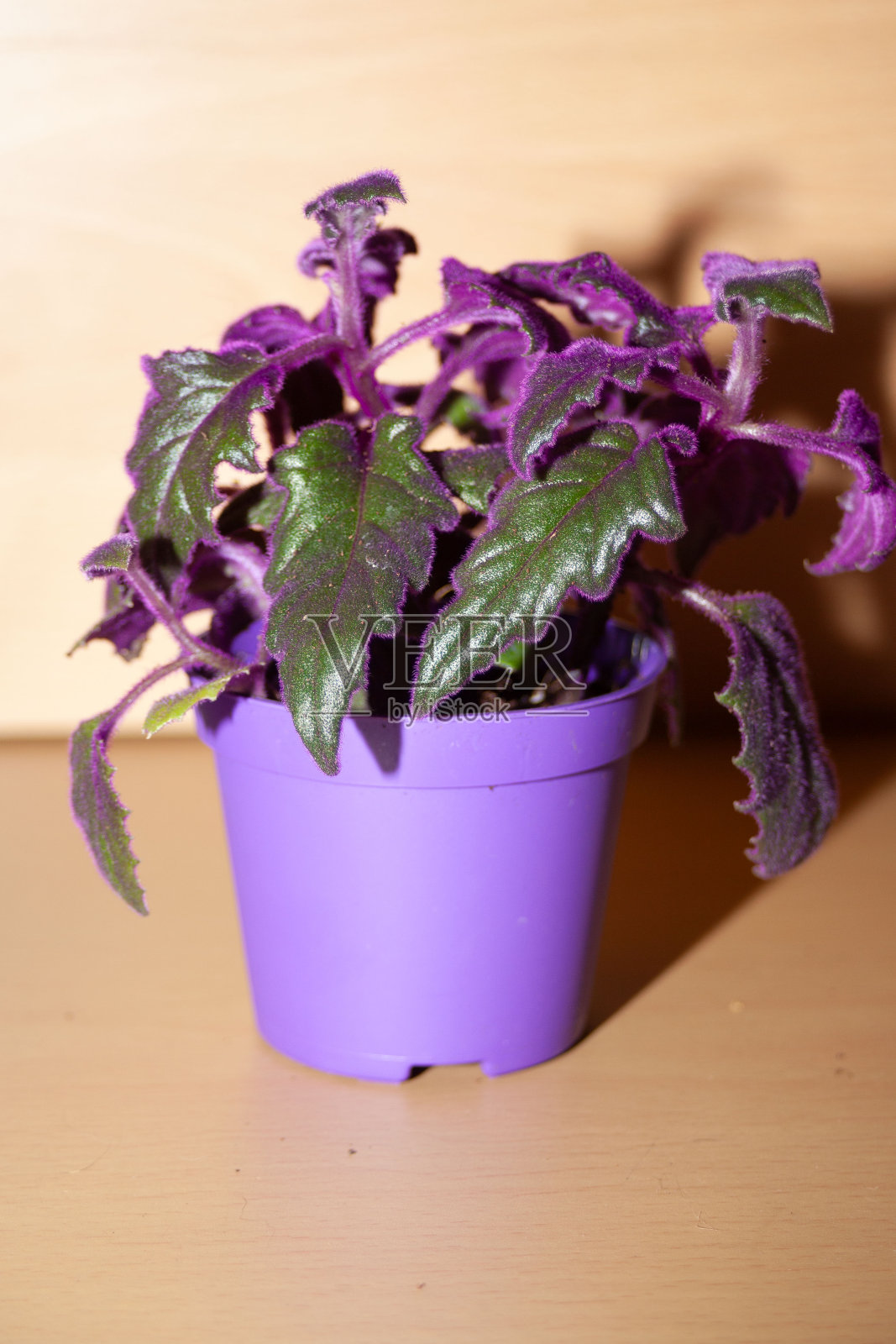 Zimmerpflanze Samtblatt Samtnessel mit lila Blättern （gynura scandens）照片摄影图片