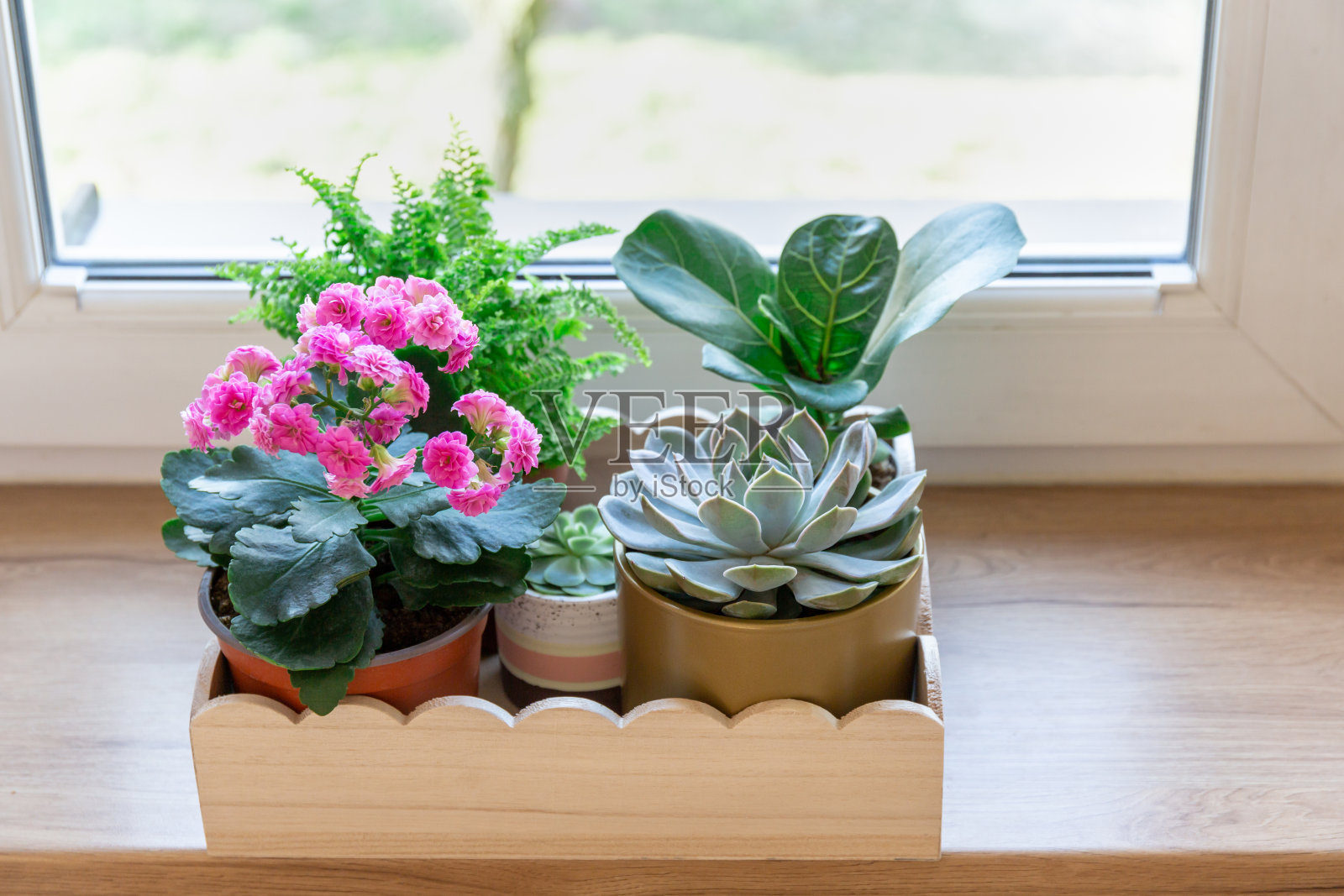 窗台上的木托盘上放着家庭盆栽植物。肉质，肾鳞，kalchene，榕树在一个小盆。家庭园艺，室内装饰照片摄影图片
