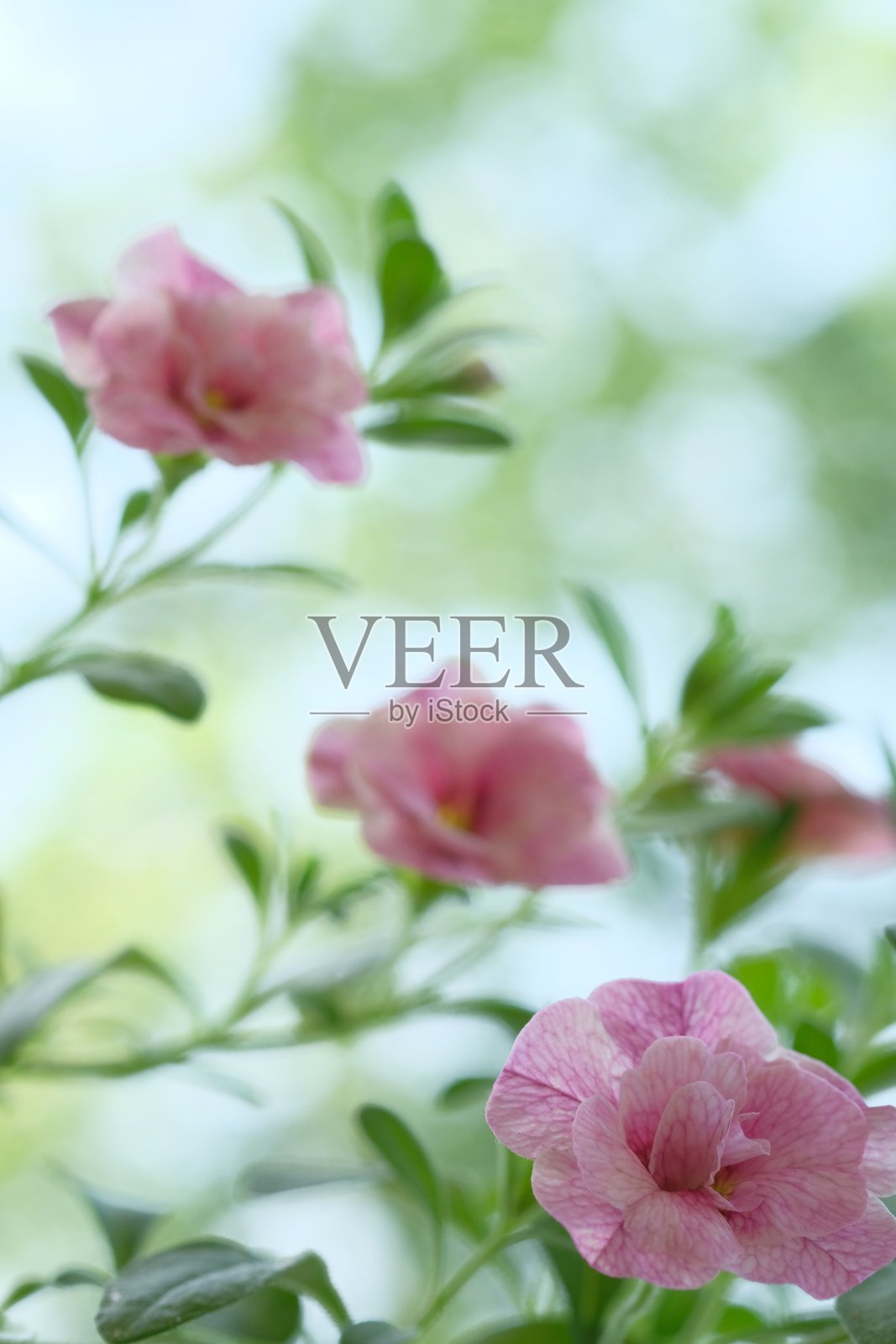 灌木上有粉红色的小花和绿色的叶子照片摄影图片