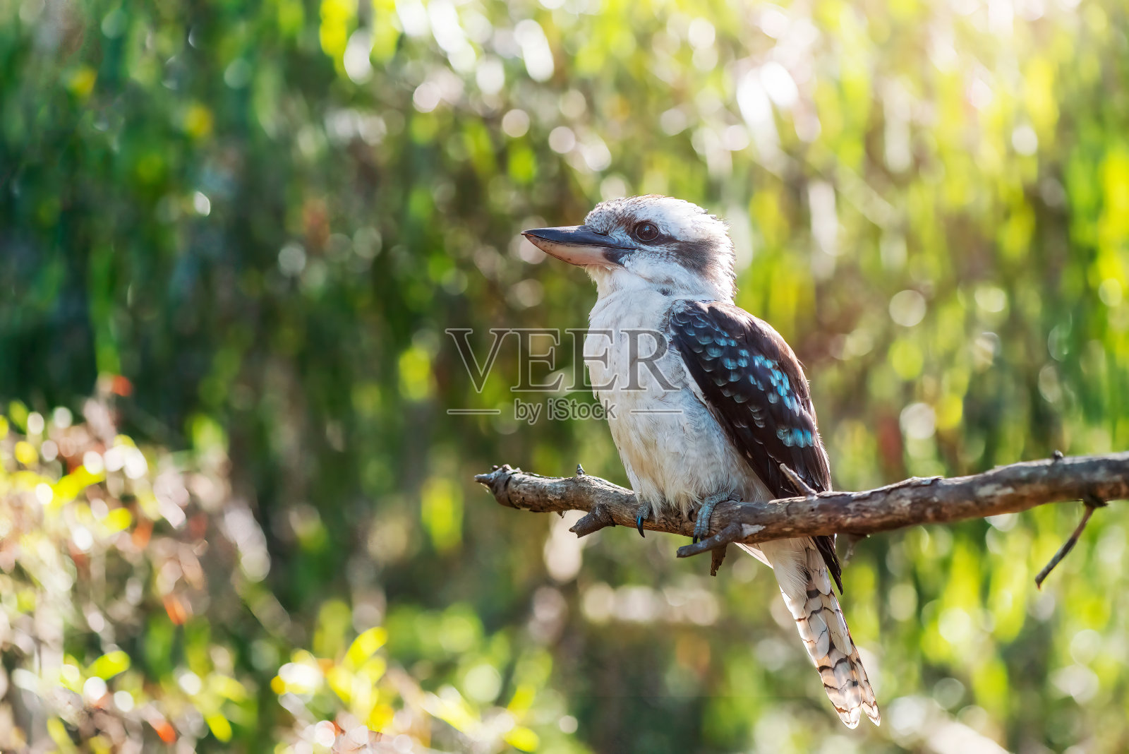 笑翠鸟坐在树上大笑的肖像。照片摄影图片