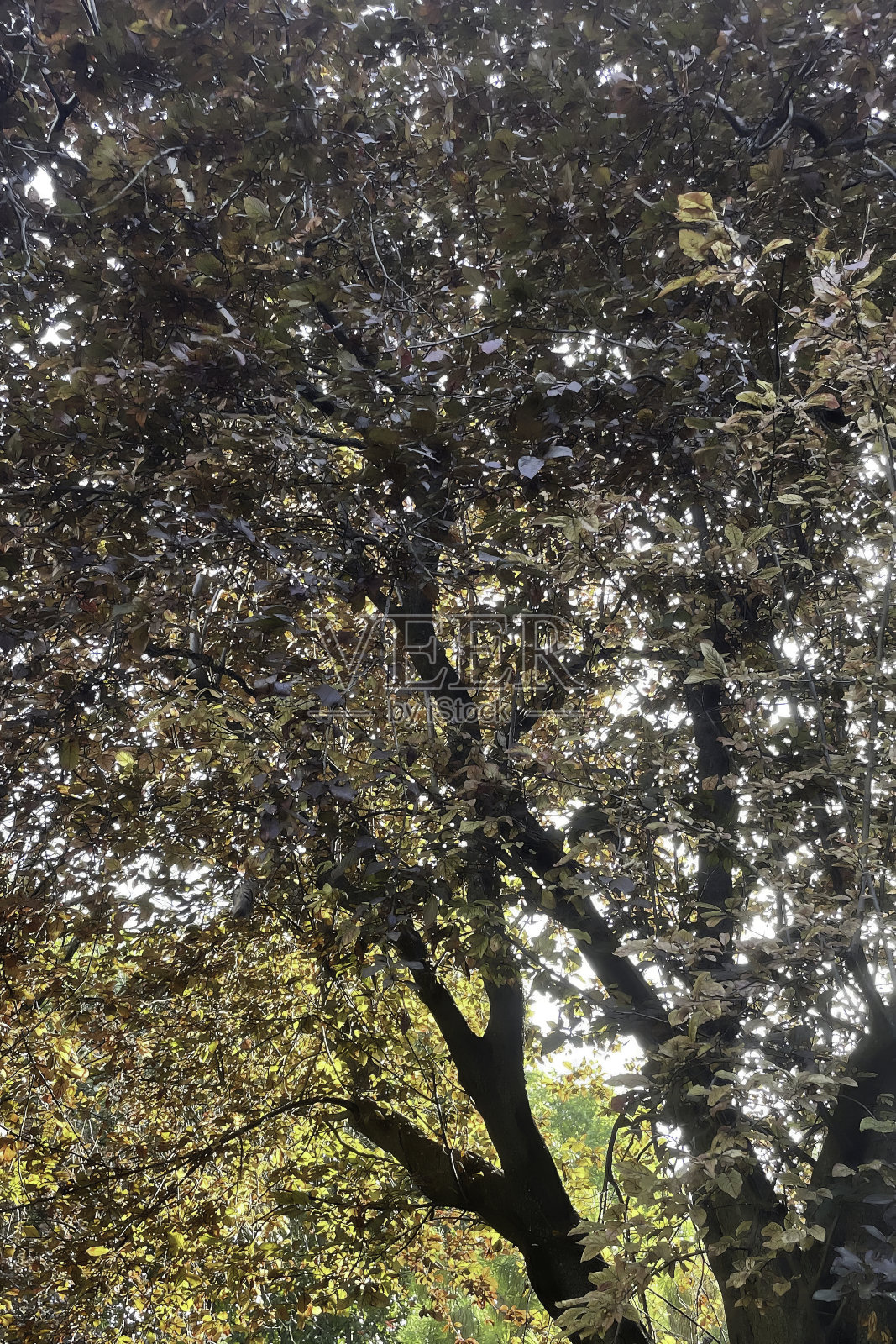 树木从地面到天空，在绿色的大自然中照片摄影图片