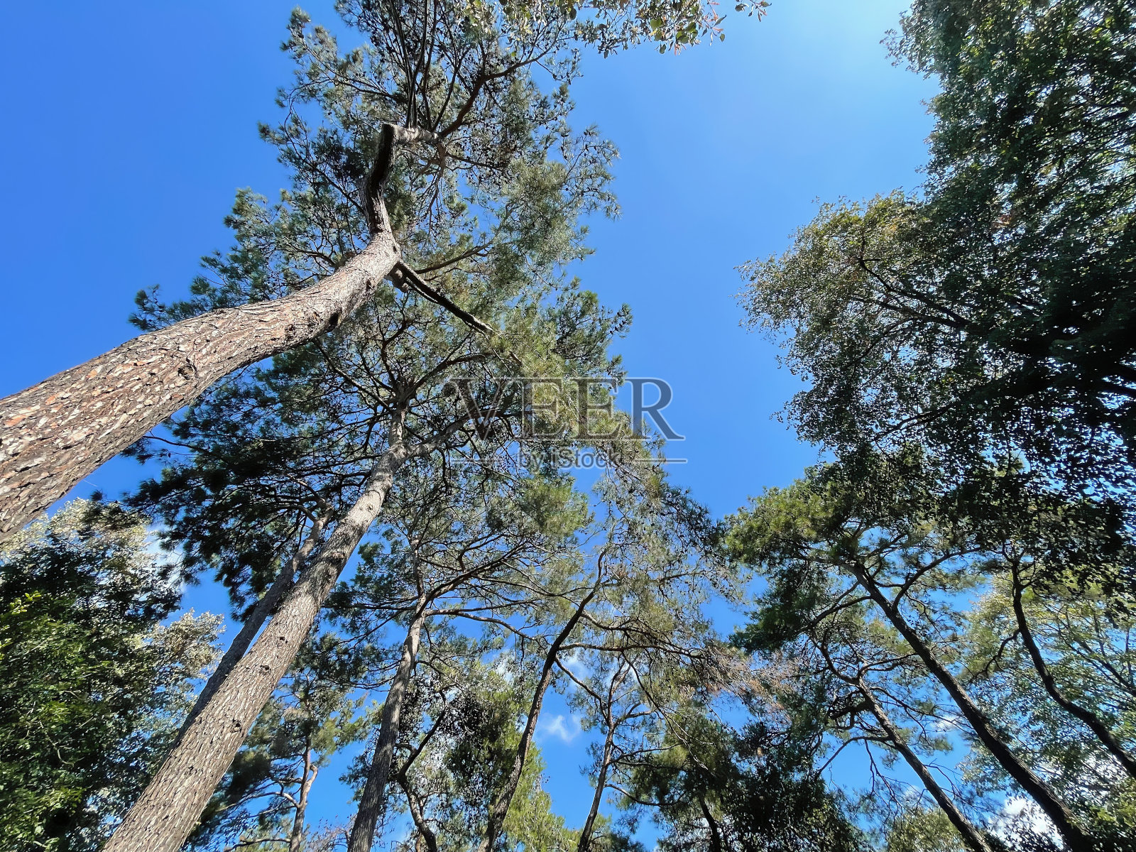 树木从地面到天空，在绿色的大自然中照片摄影图片