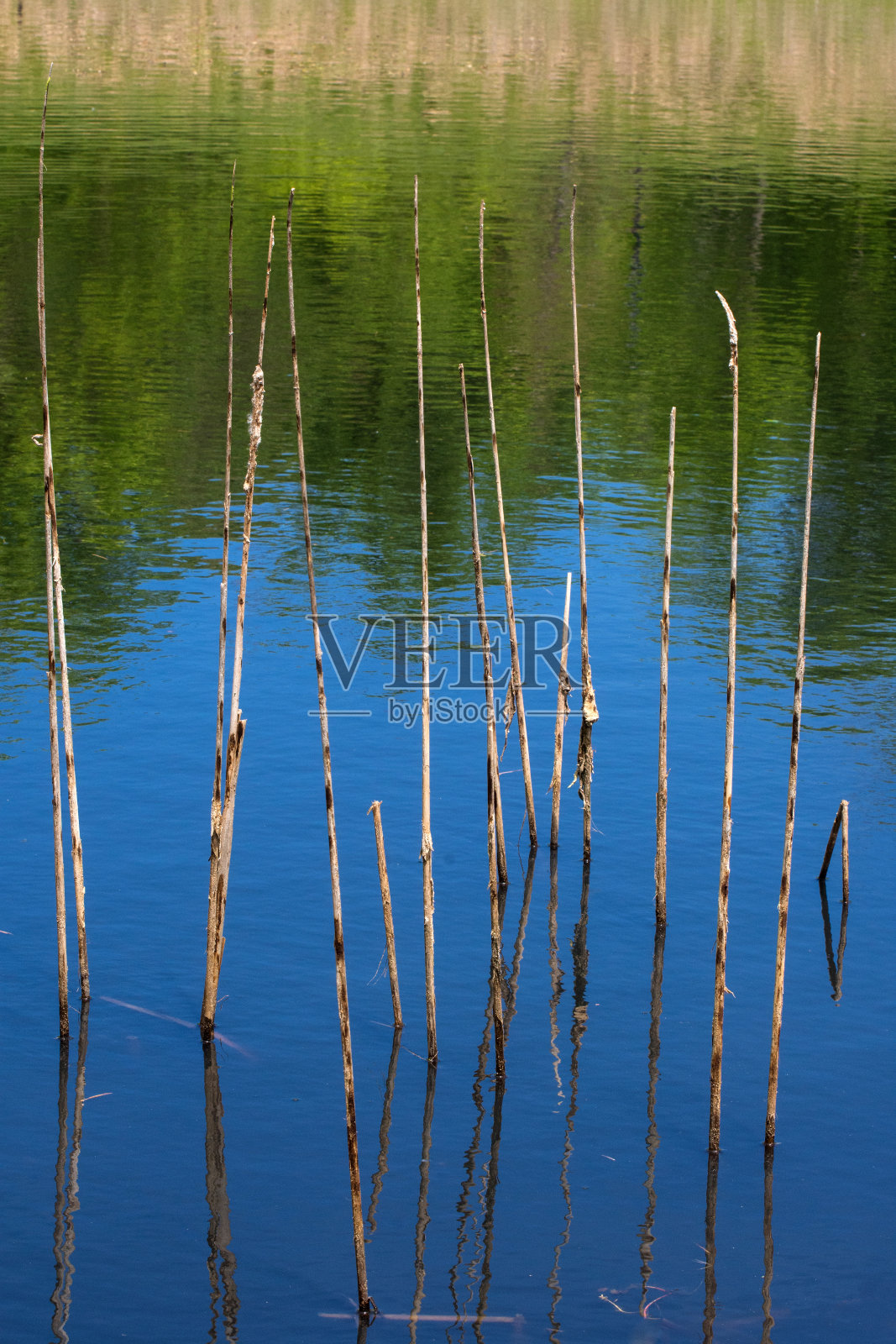 芦苇和池塘倒影垂直照片摄影图片