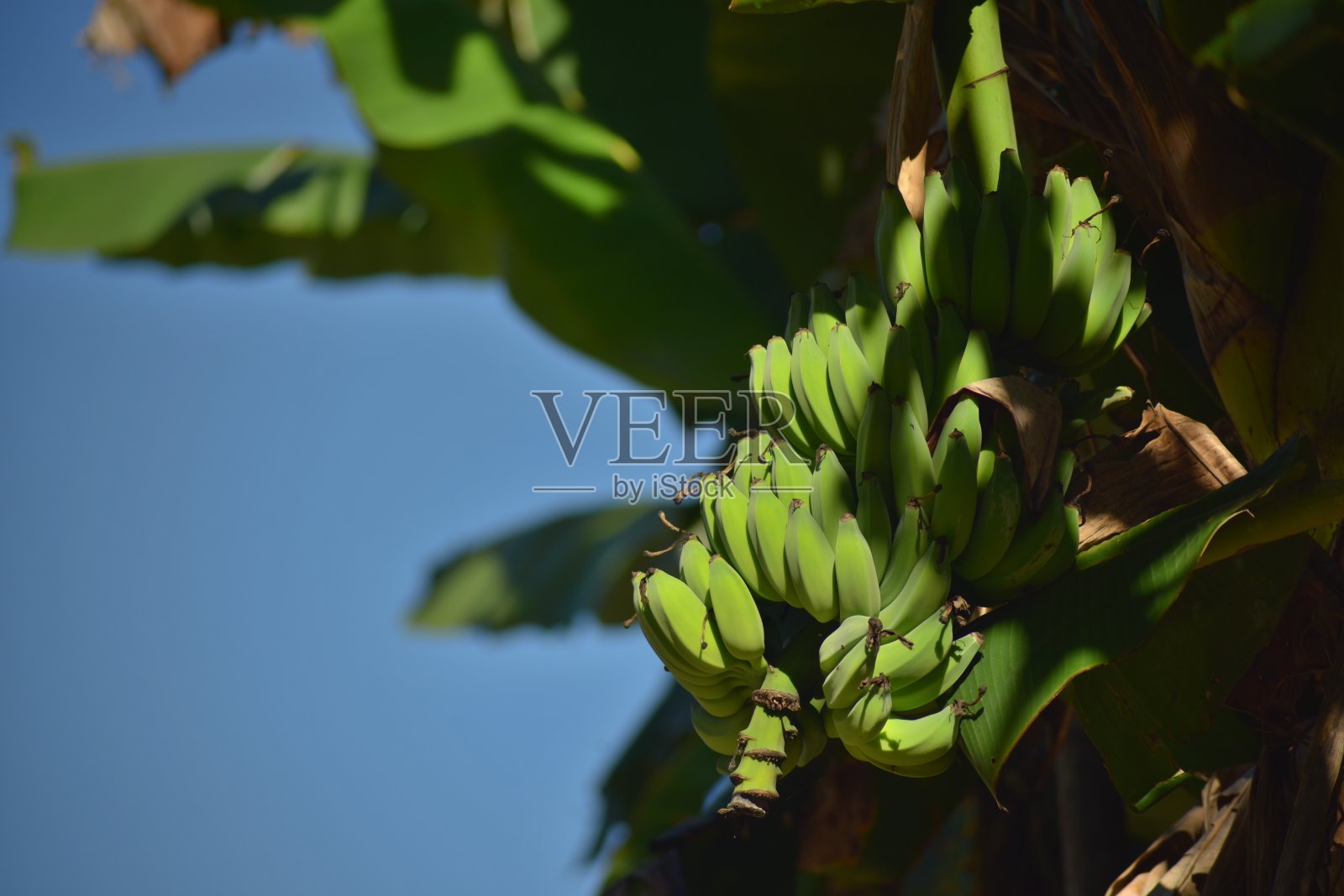 香蕉果实照片摄影图片