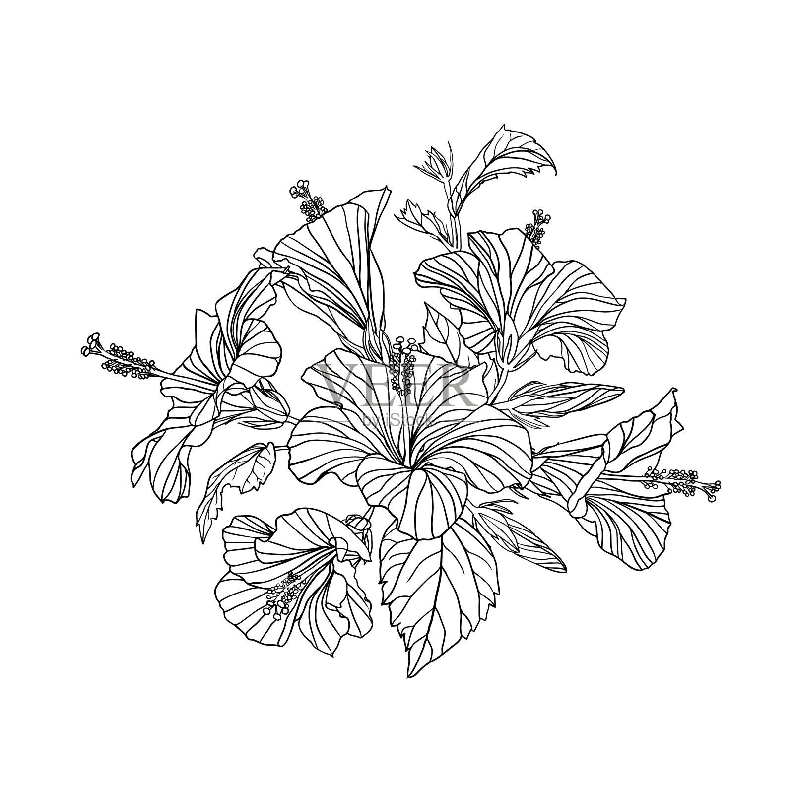 芙蓉花花束。黑白插图插画图片素材