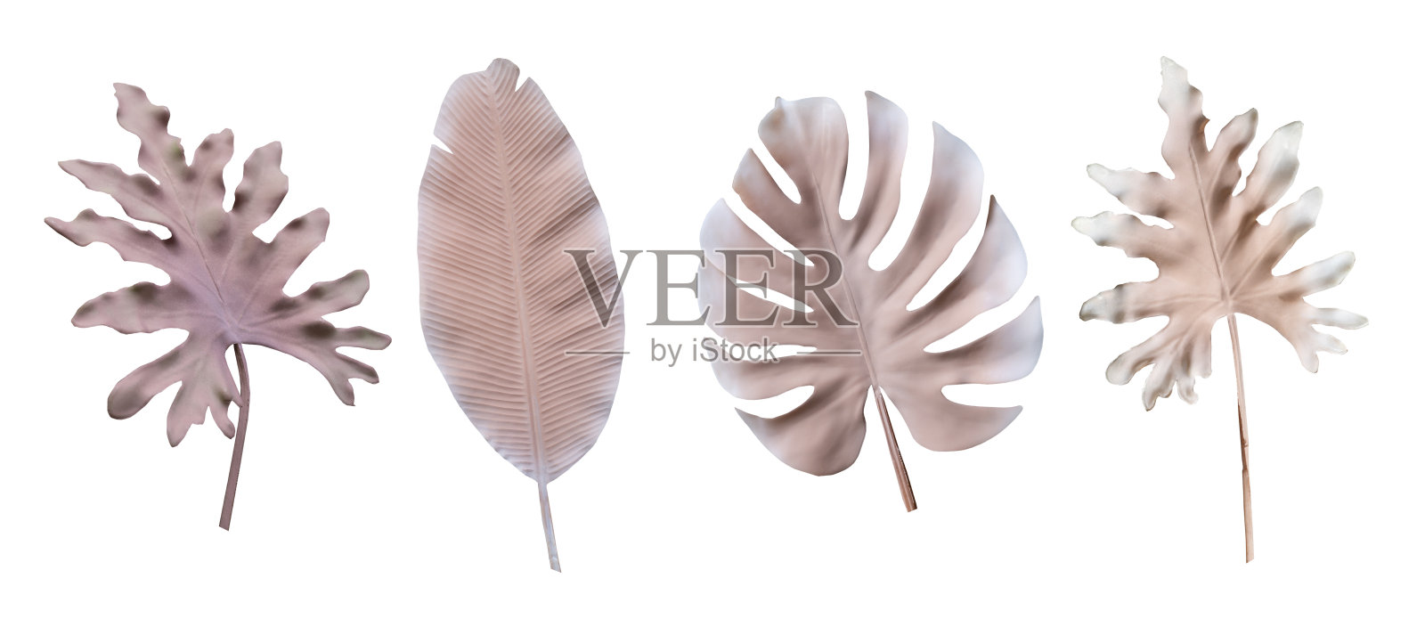 白色空间背景上的热带树叶粉红色。抽象的怪兽叶装饰设计。剪切路径照片摄影图片