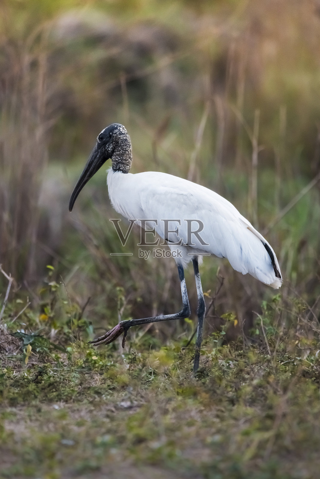 Jabirú在巴西马托格罗索州潘塔纳尔的贾比鲁菌群湿地环境中。照片摄影图片