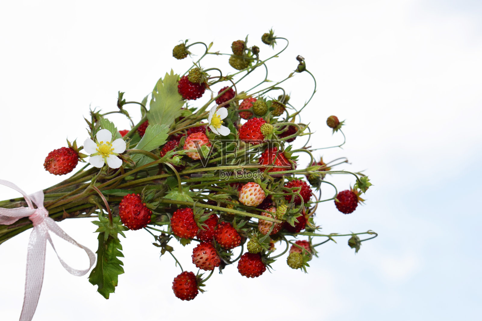 美丽浪漫的野生草莓(Fragaria vesca)花束近，夏天的时候照片摄影图片