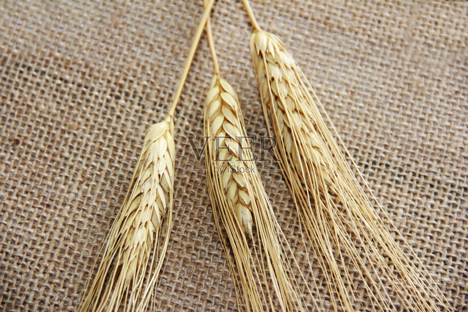 带有谷物的干小麦穗照片摄影图片