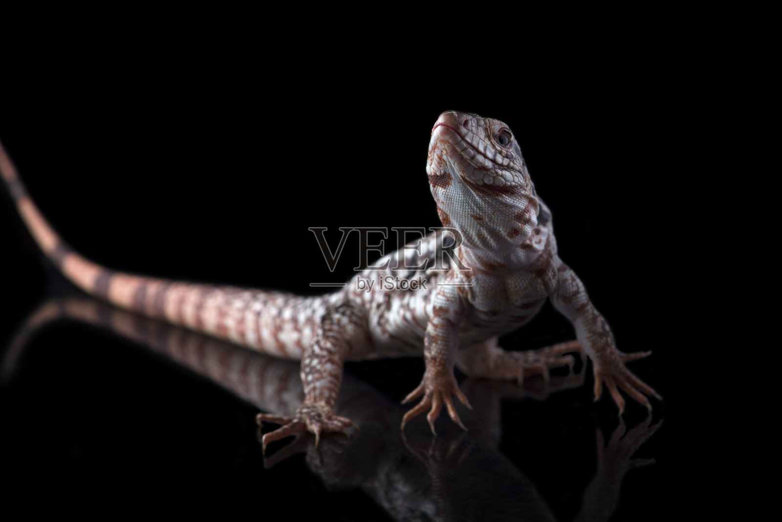 阿根廷红色泰古蜥蜴孤立在黑色背景上照片摄影图片