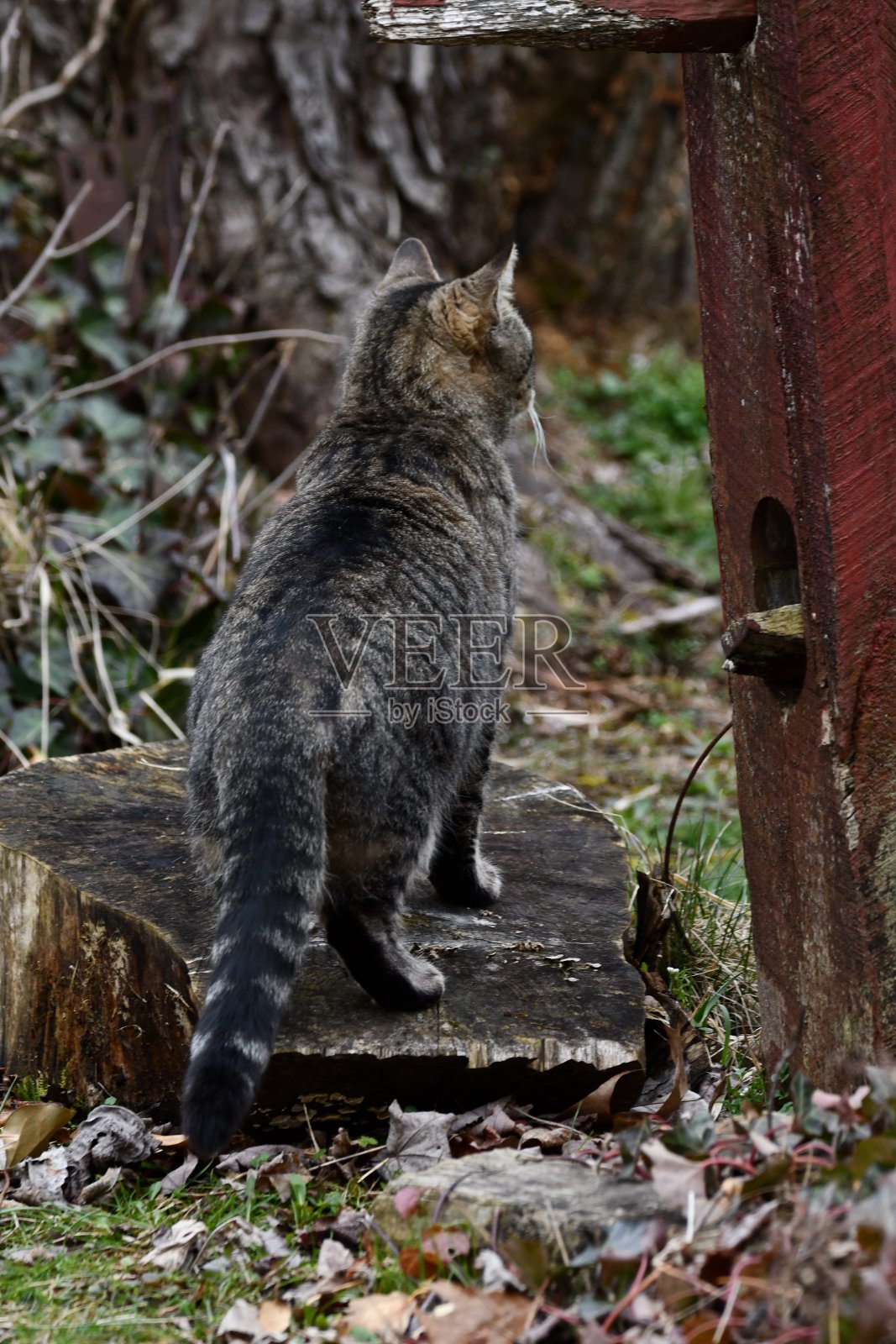 野猫在寻找晚餐照片摄影图片