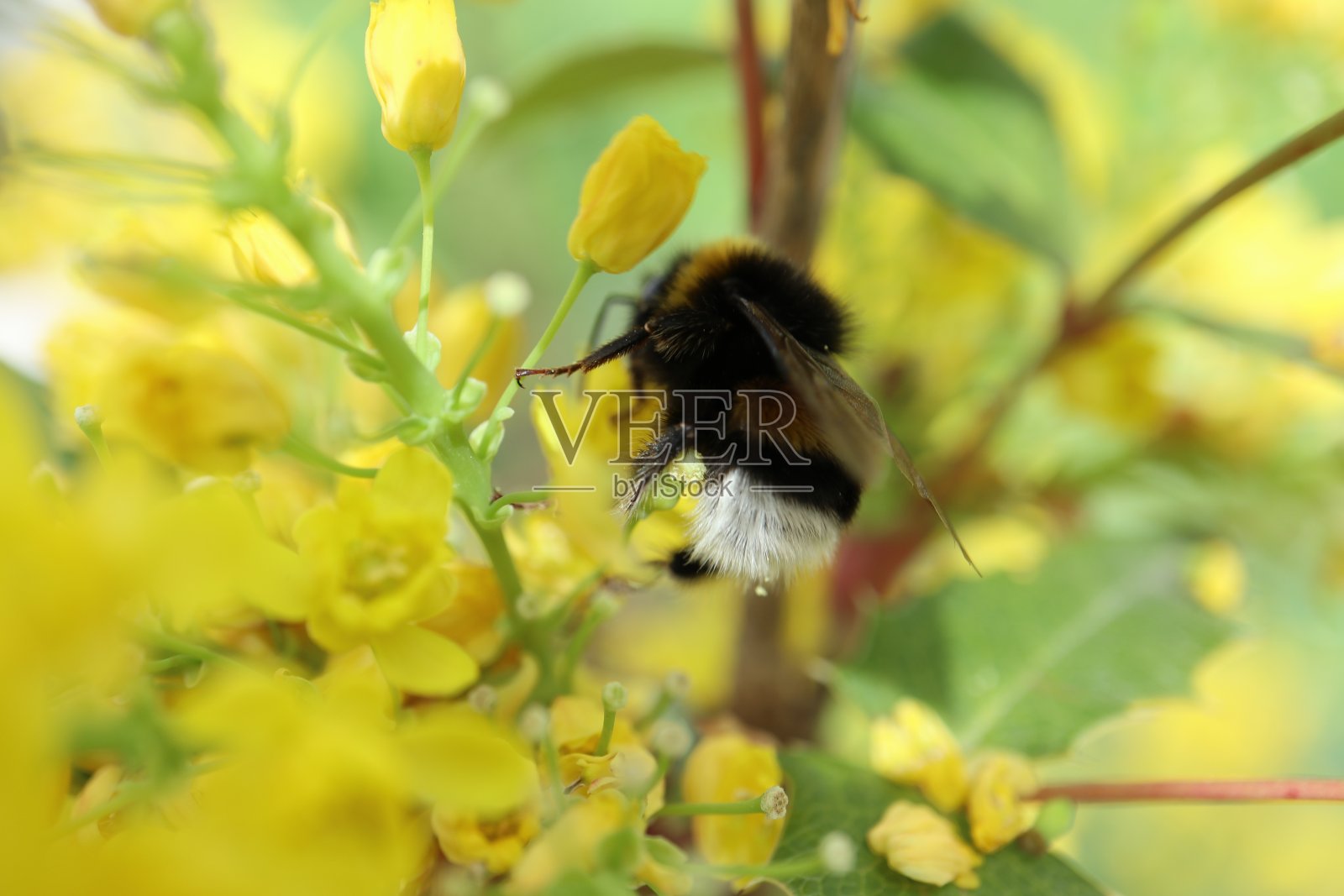大黄蜂照片摄影图片