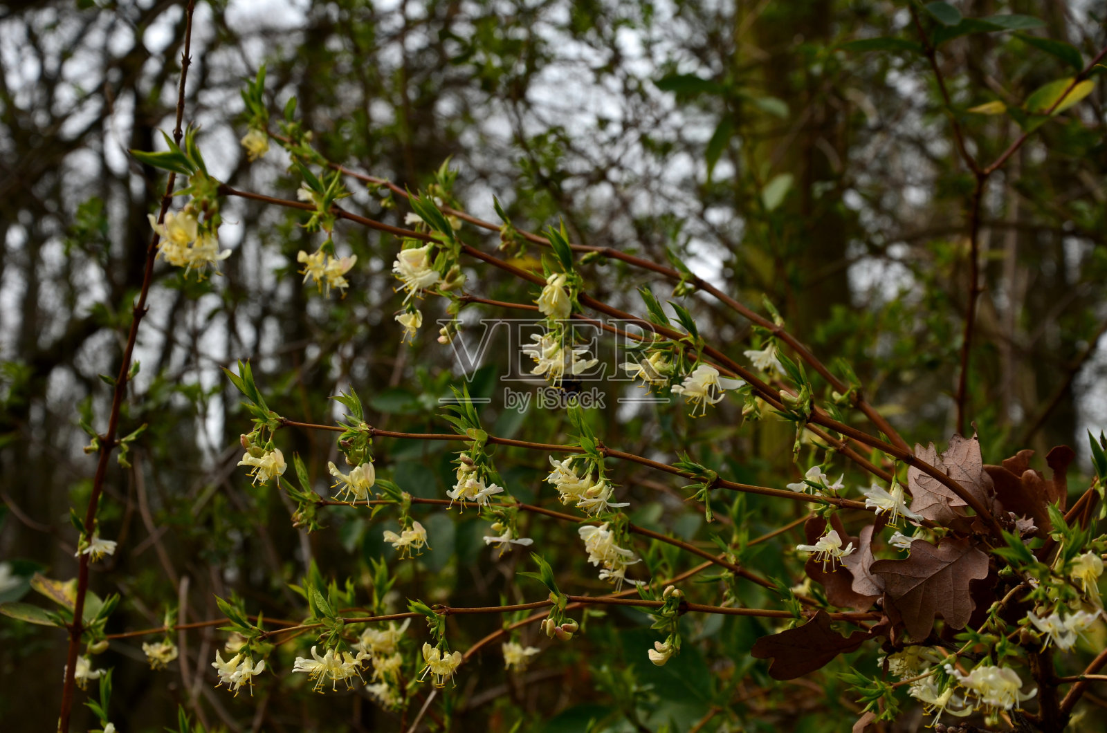 捷克忍冬是一种落叶灌木，可长到2-3米高。卵形的叶子是深绿色的。白色管状花，成双排列于叶腋。照片摄影图片