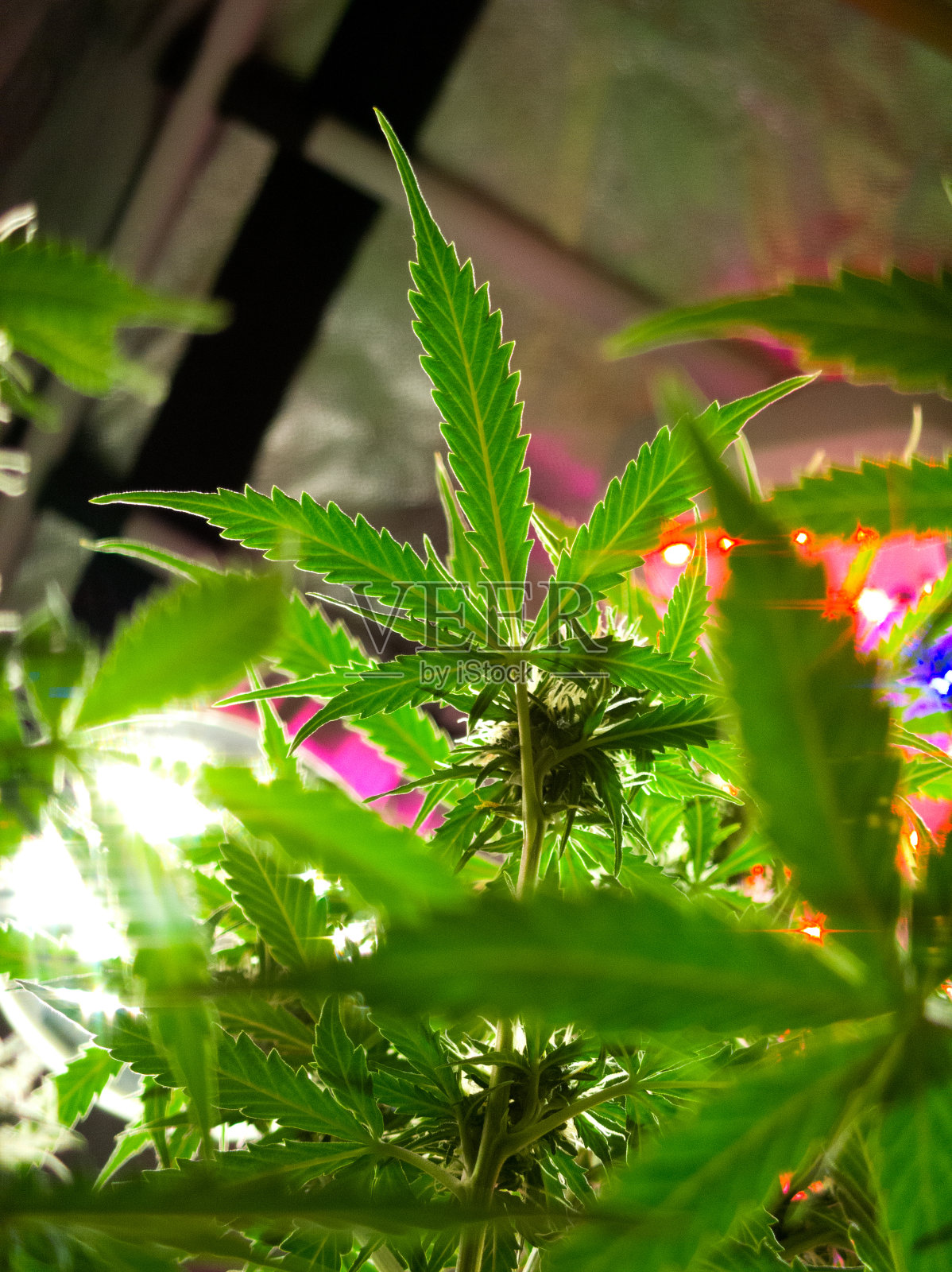 在一个生长的盒子里，叶子明亮的大麻灌木，底部视图照片摄影图片