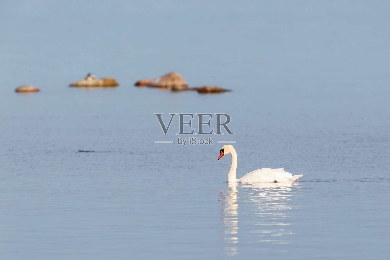 沉默的天鹅在海里游泳照片摄影图片