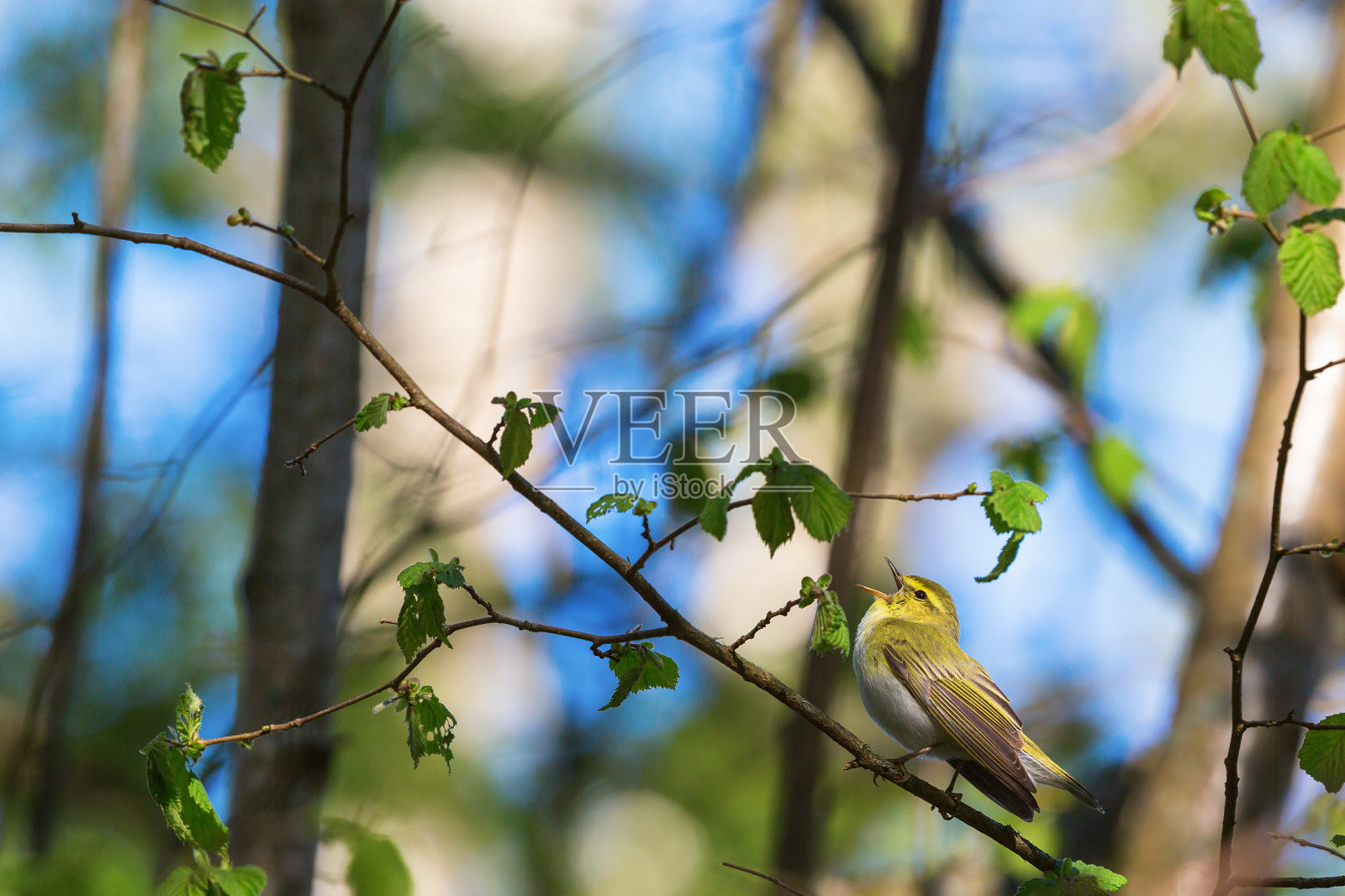 木头莺唱照片摄影图片