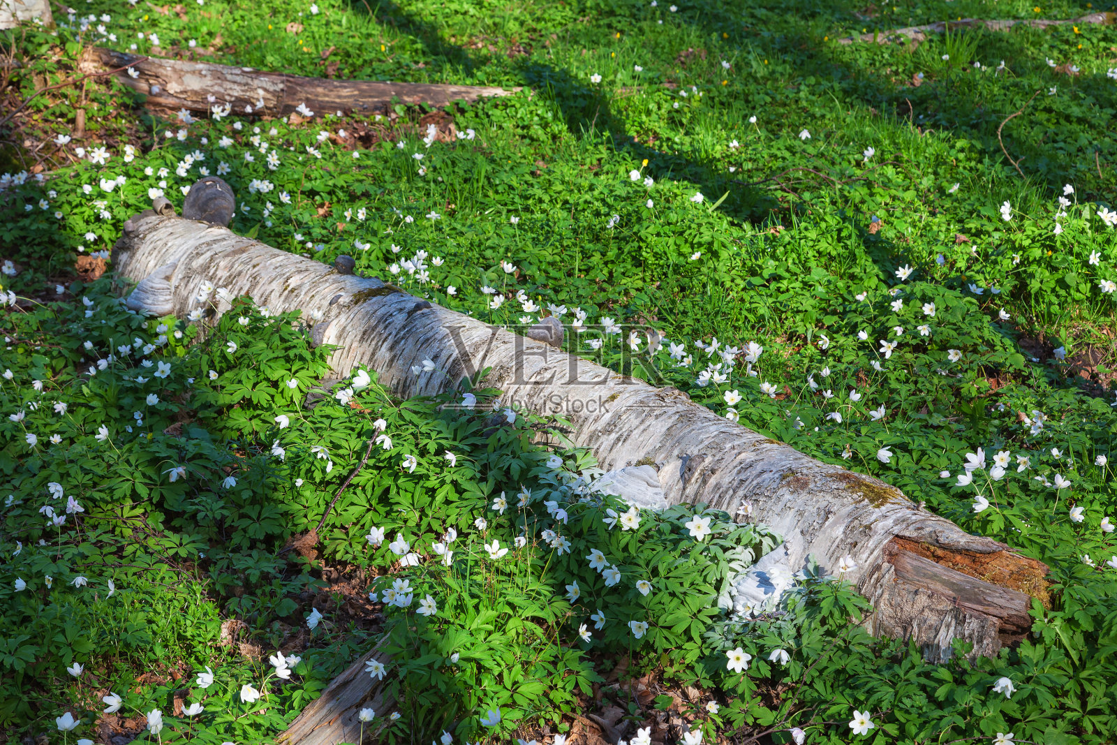 树日志照片摄影图片