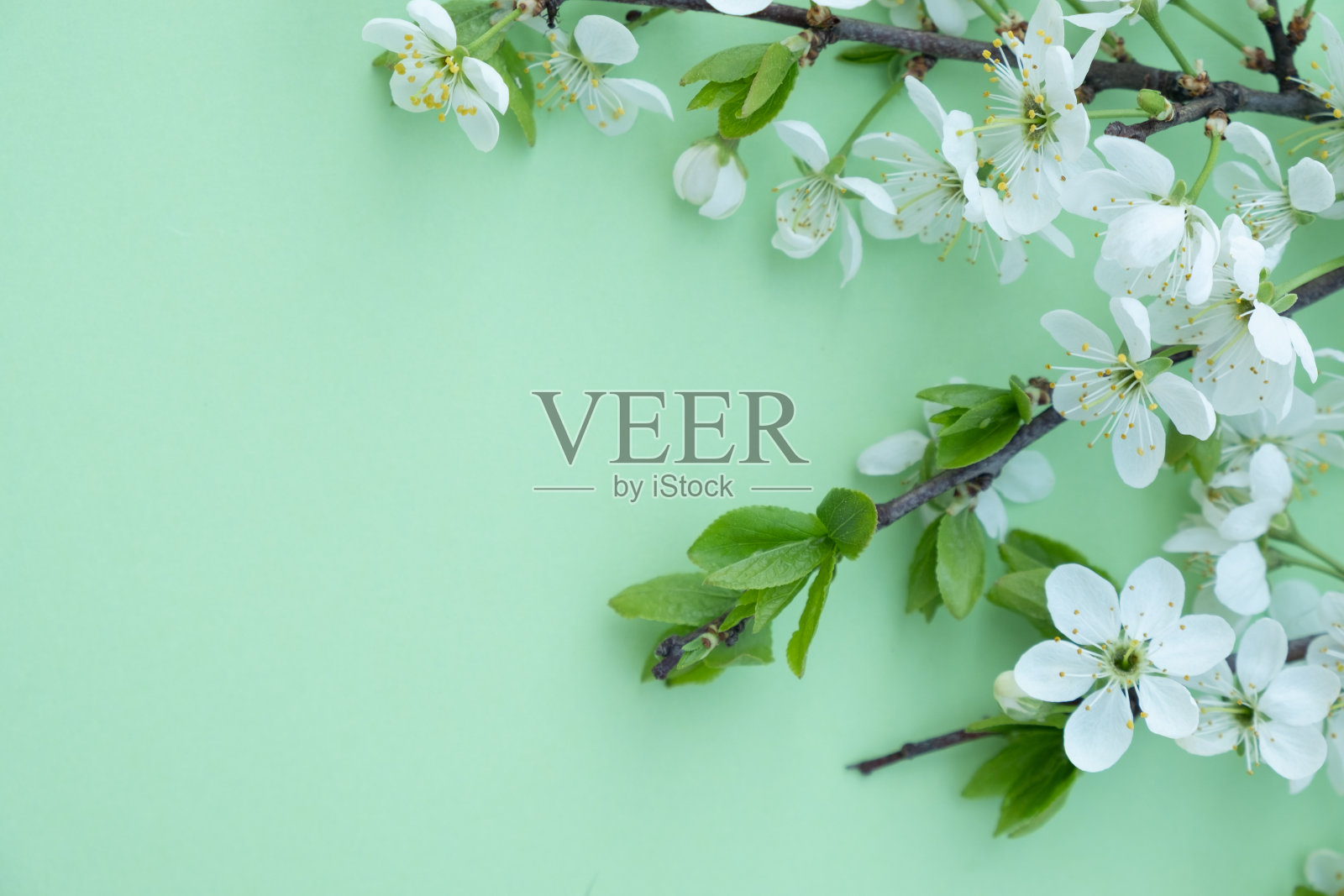 梅花枝在绿色的背景上照片摄影图片