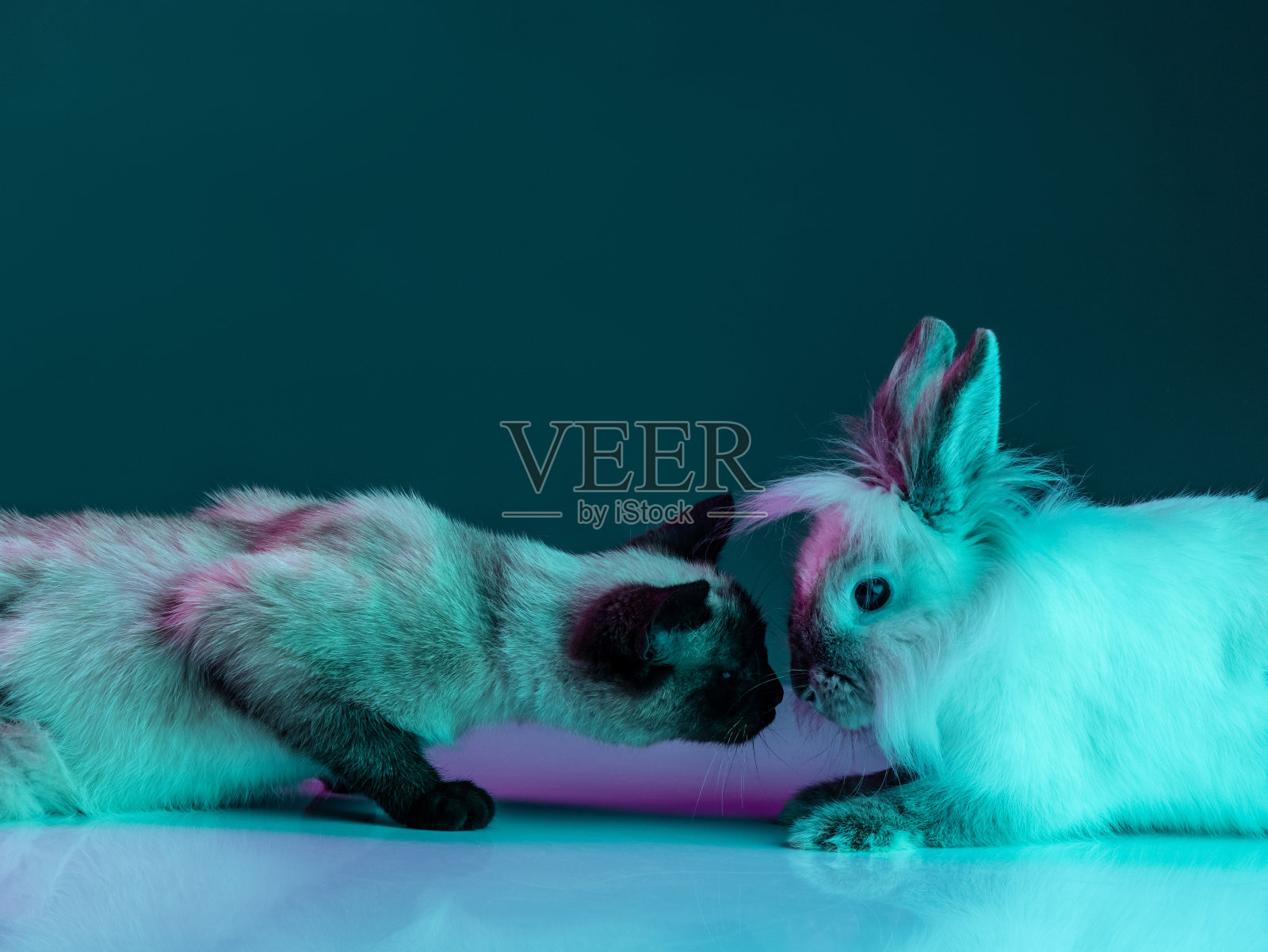 友谊。美丽的泰国猫和毛茸茸的兔子坐在一起的肖像在霓虹灯的绿色背景孤立。家畜生活的概念，宠物，行动照片摄影图片