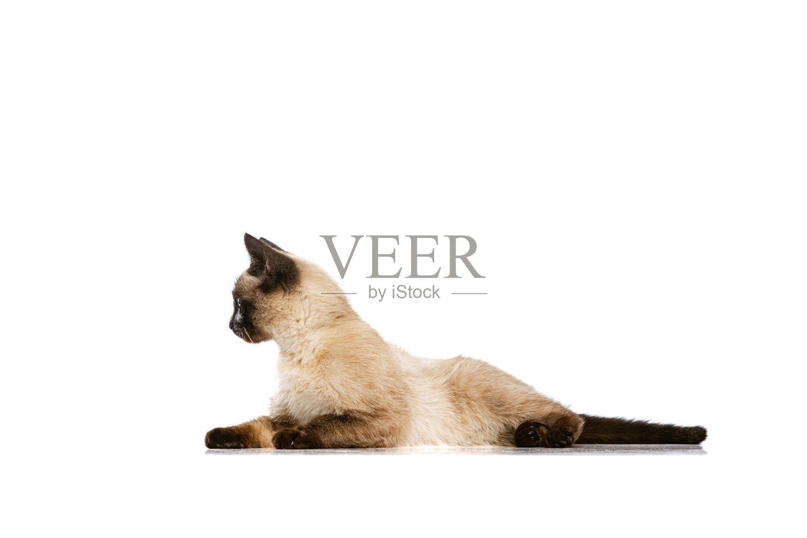 迷人的泰国猫蓝色的眼睛的全长肖像摆孤立在白色工作室背景。家畜生活的概念，宠物，行动照片摄影图片