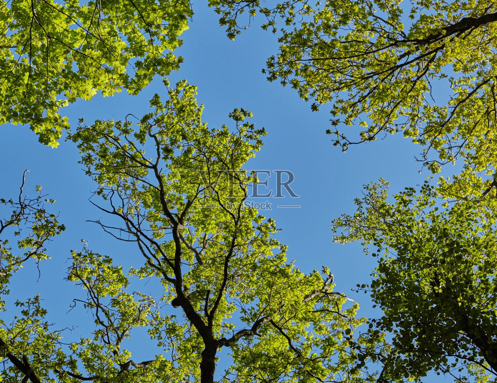 明亮的阳光从一棵庄严的绿树的弯曲的树枝上照射下来照片摄影图片