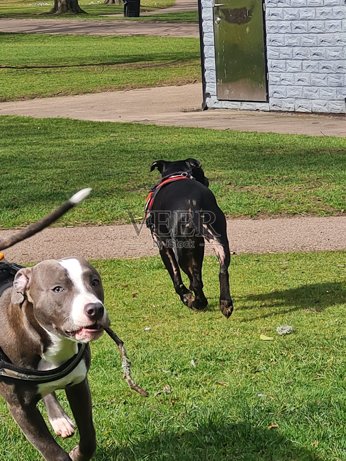 狗在公园里玩耍照片摄影图片