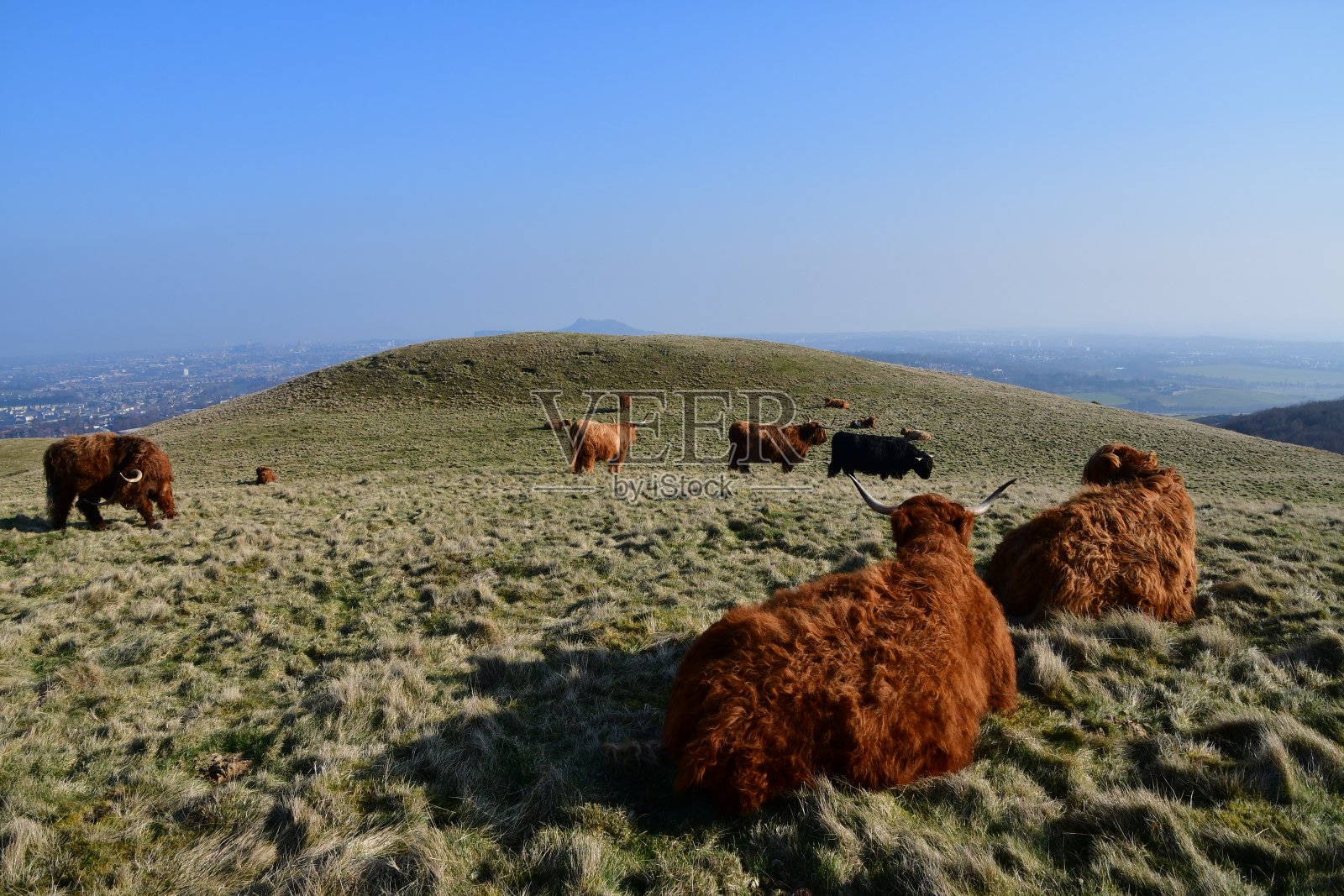 爱丁堡彭特兰山的高地牛群照片摄影图片