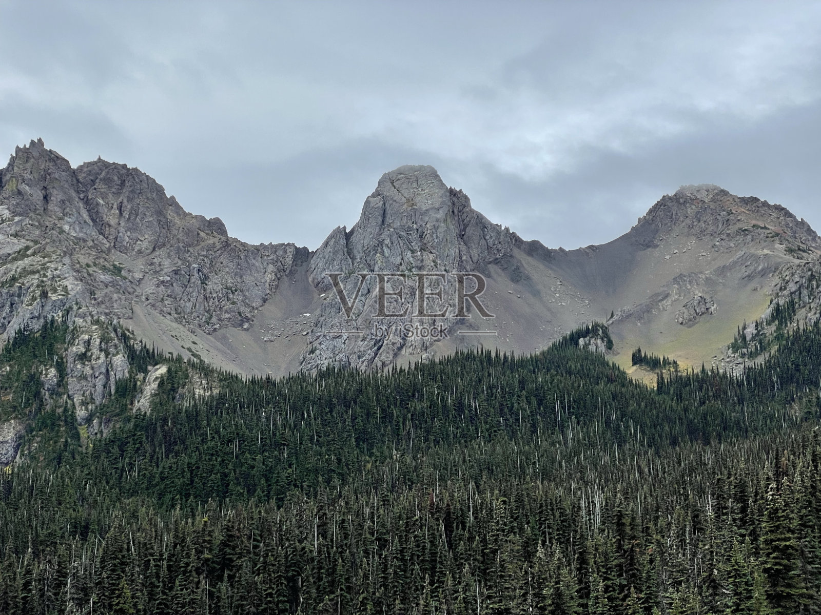 鹿角荒野照片摄影图片