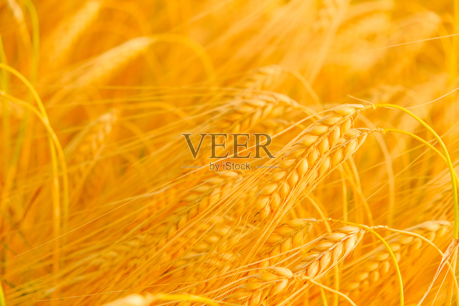 成熟的小麦。成熟黄色小麦的小穗特写。金色的小麦的耳朵。小麦收成。烘焙原材料。面粉及面粉制品的生产照片摄影图片