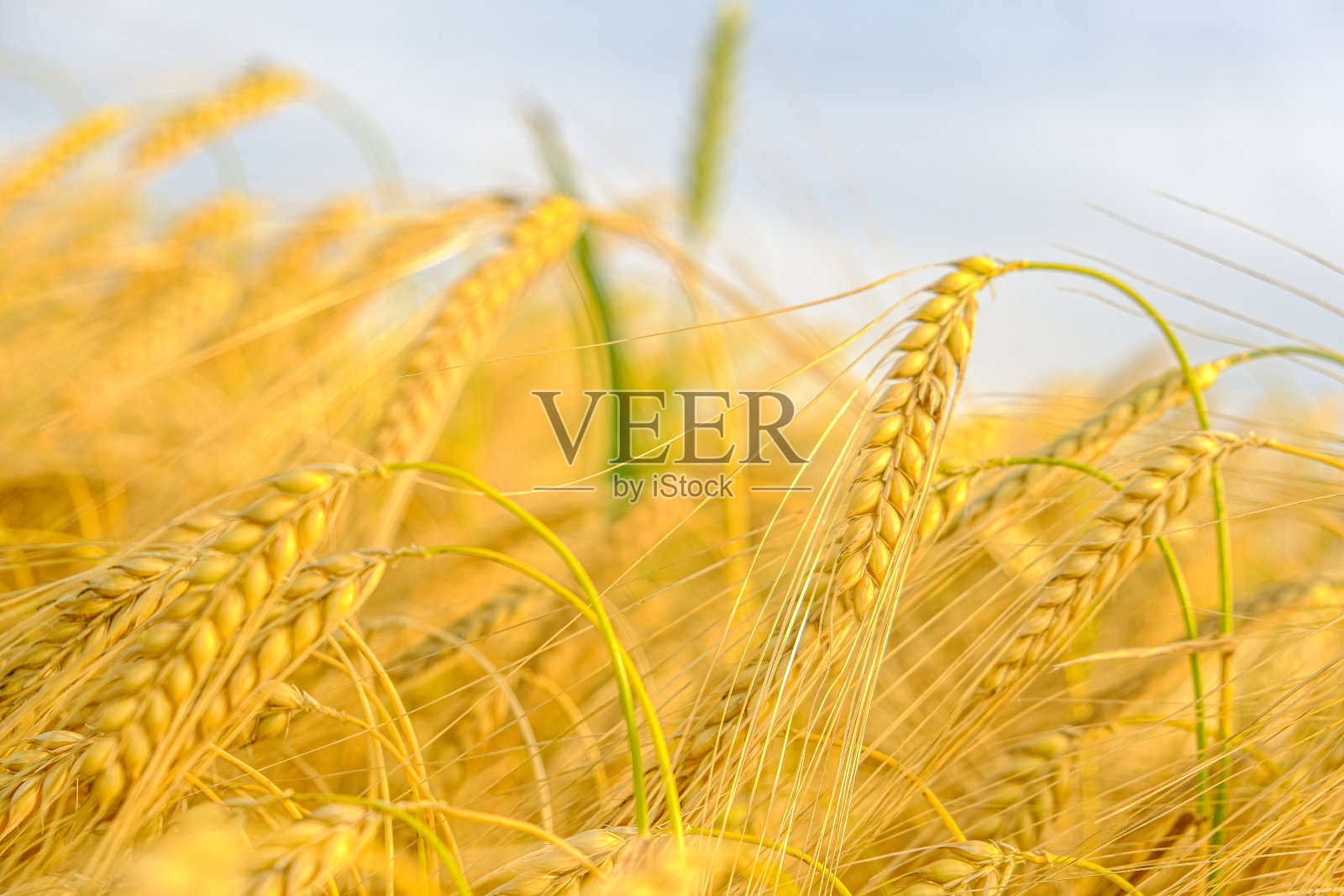 成熟的小麦。成熟的黄色小麦的小穗。金色的小麦的耳朵。小麦收成，烘焙原料。面粉及面粉制品的生产照片摄影图片