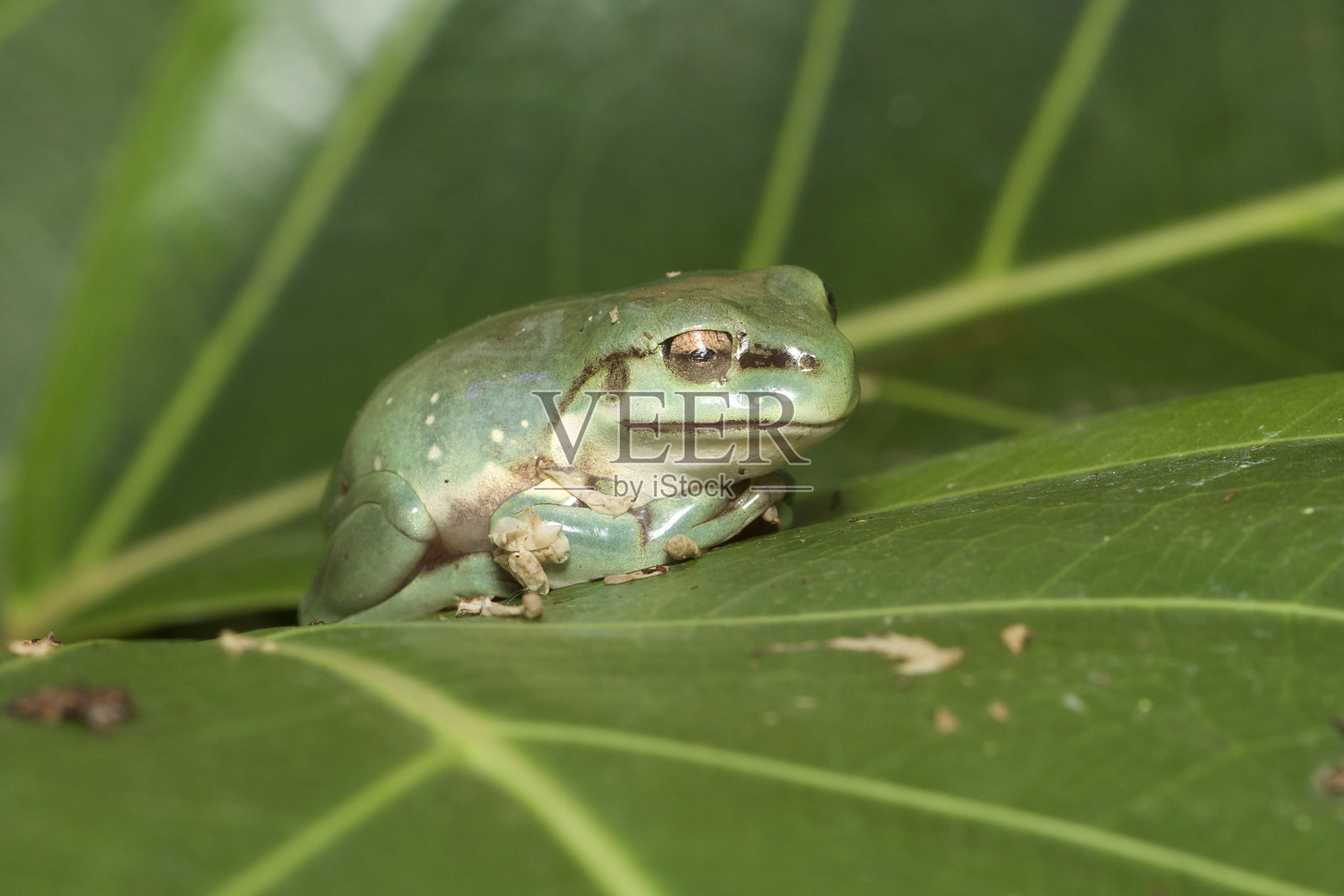 怀特的树蛙照片摄影图片