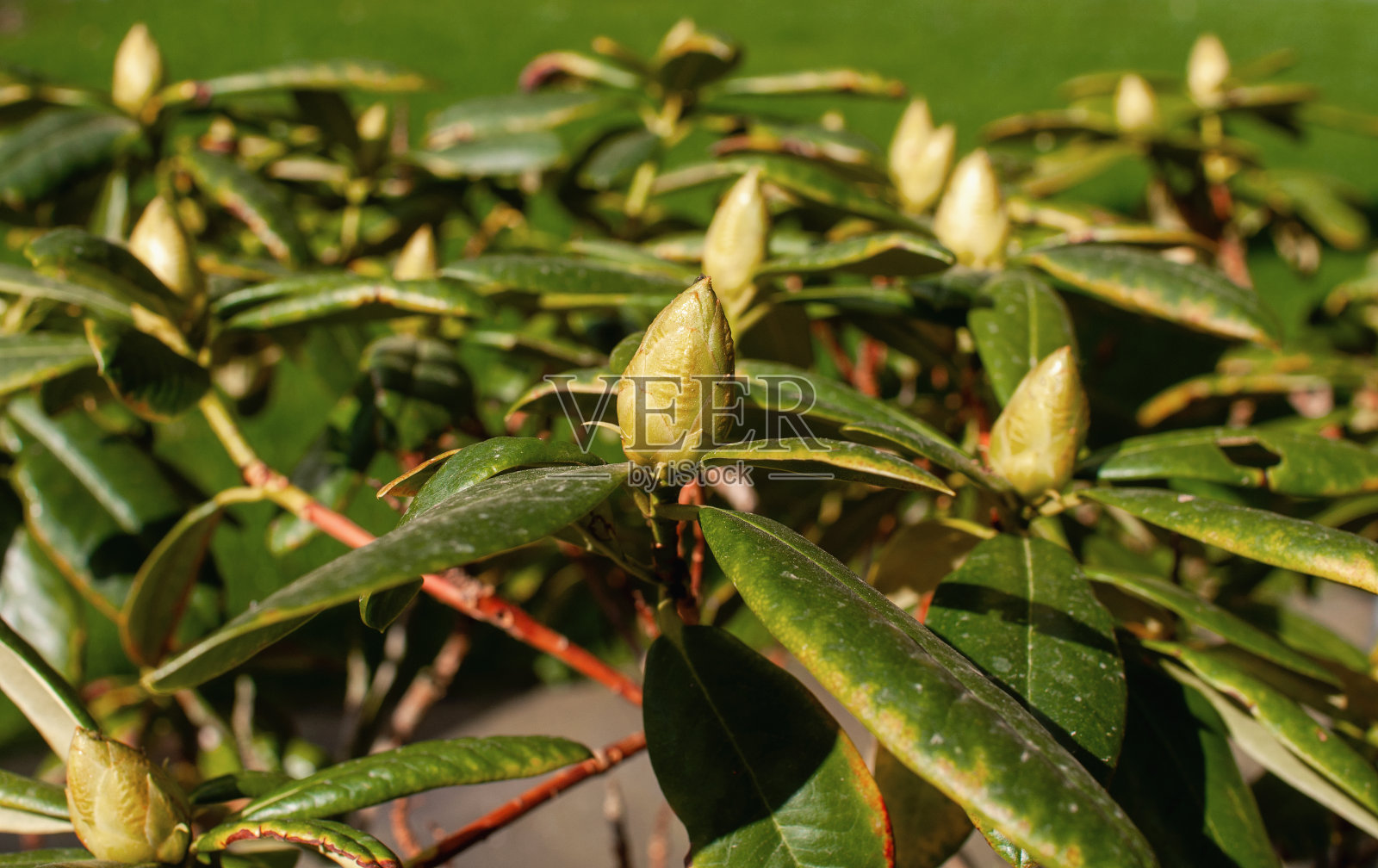 春天盛开的花园，开花未开照片摄影图片