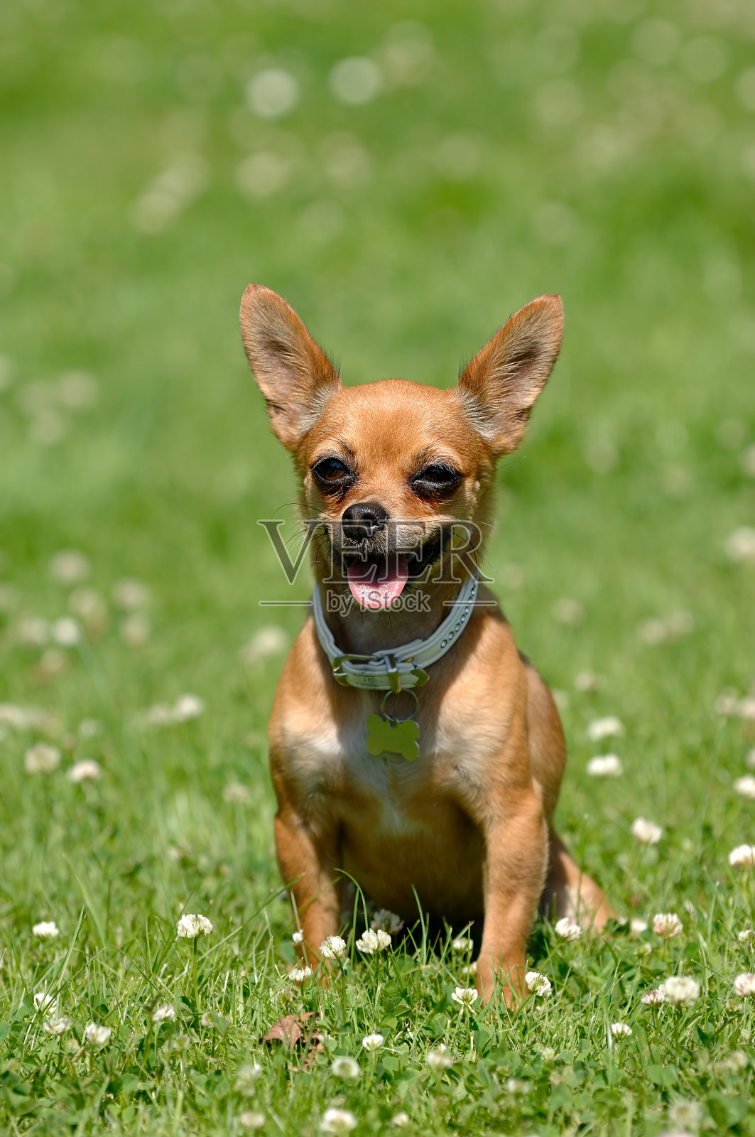 绿草地上的吉娃娃狗照片摄影图片