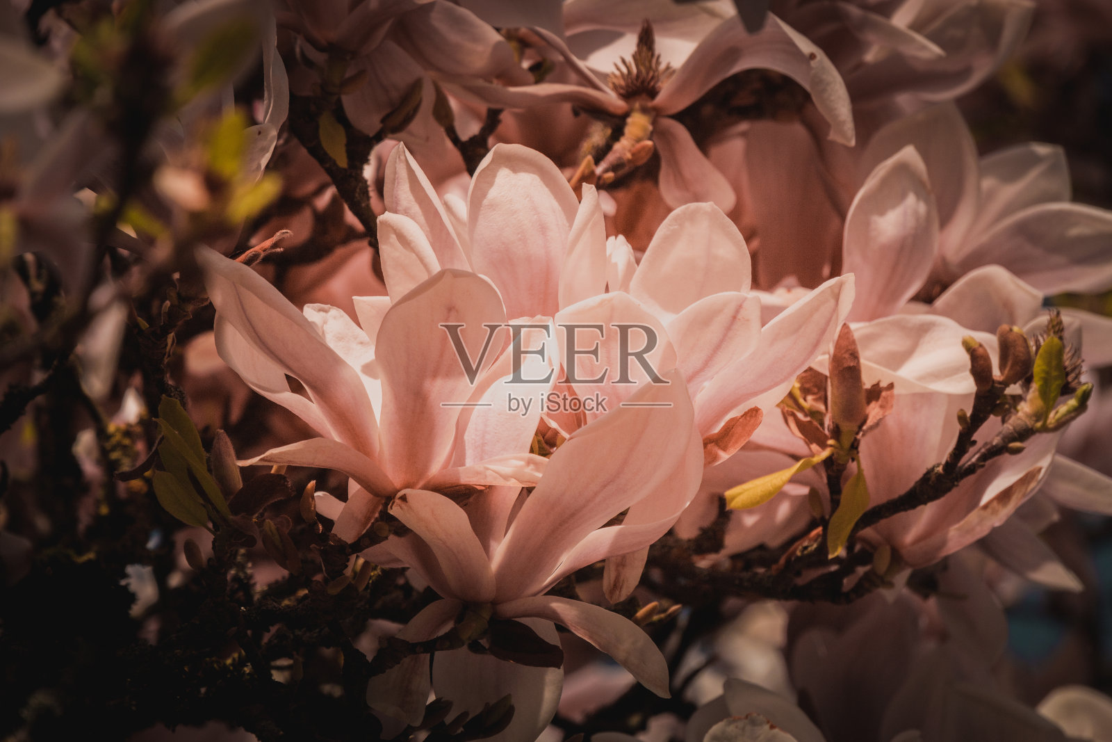 美丽的紫色盛开的玉兰花的特写。春天开木兰树。照片摄影图片