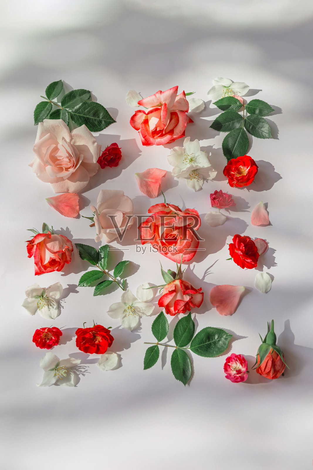 夏天的图案，美丽的玫瑰花蕾在白色的背景。自然的概念。最小的风格。前视图。平躺照片摄影图片