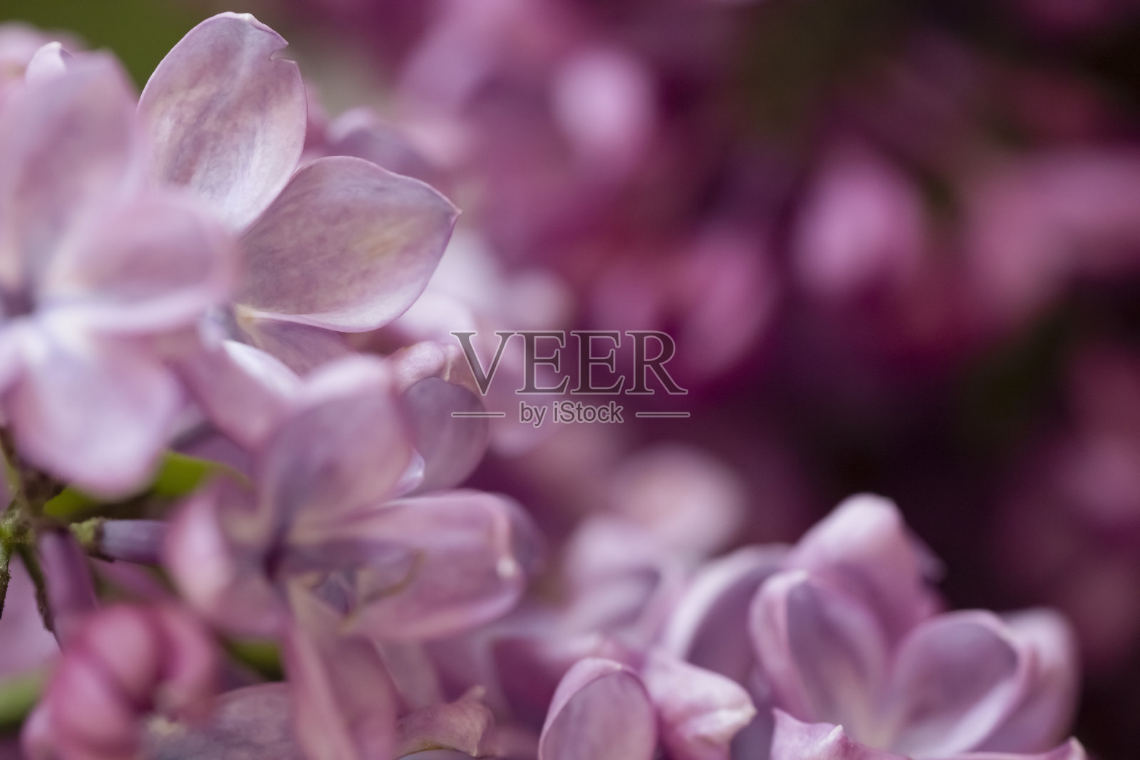 盛开，美丽的紫丁香特写。照片摄影图片