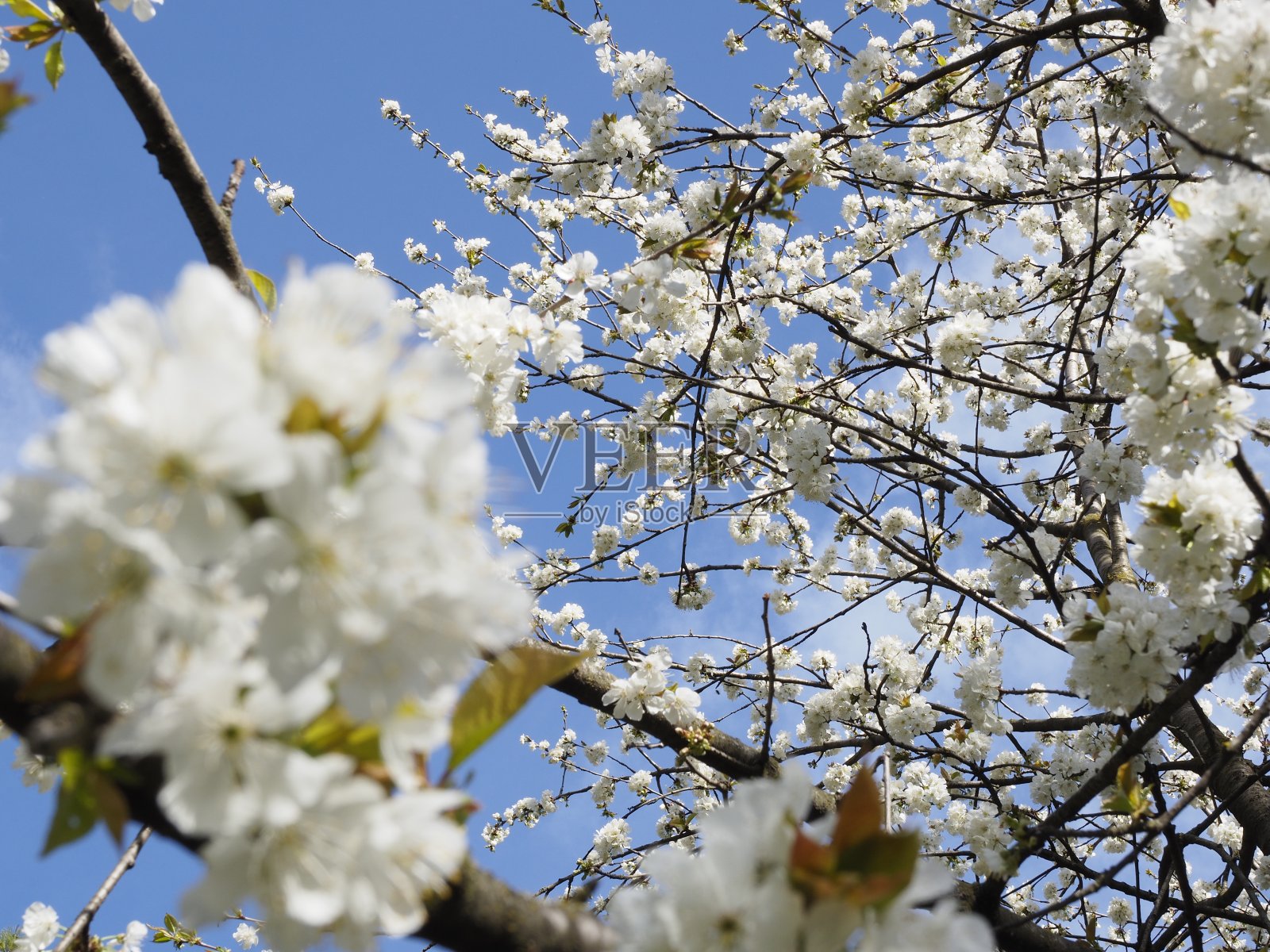 开花的树，花白叶绿照片摄影图片
