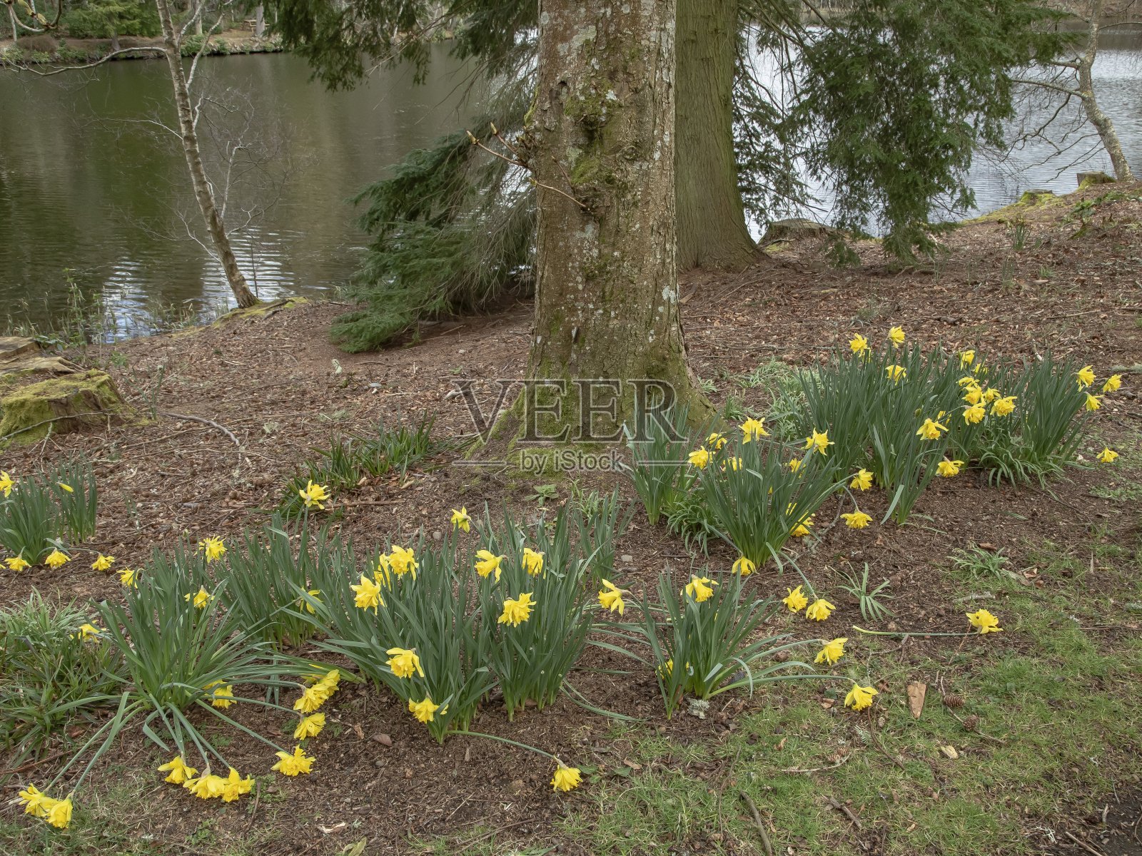 水仙花在池塘。照片摄影图片