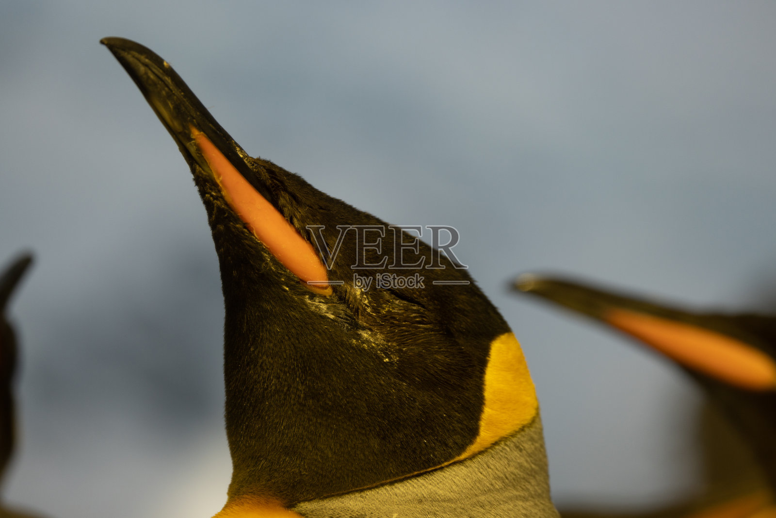 一幅王企鹅的肖像，也被称为Aptenodytes patagonicus。这是一种多美丽的动物，主要生活在南极地区。照片摄影图片