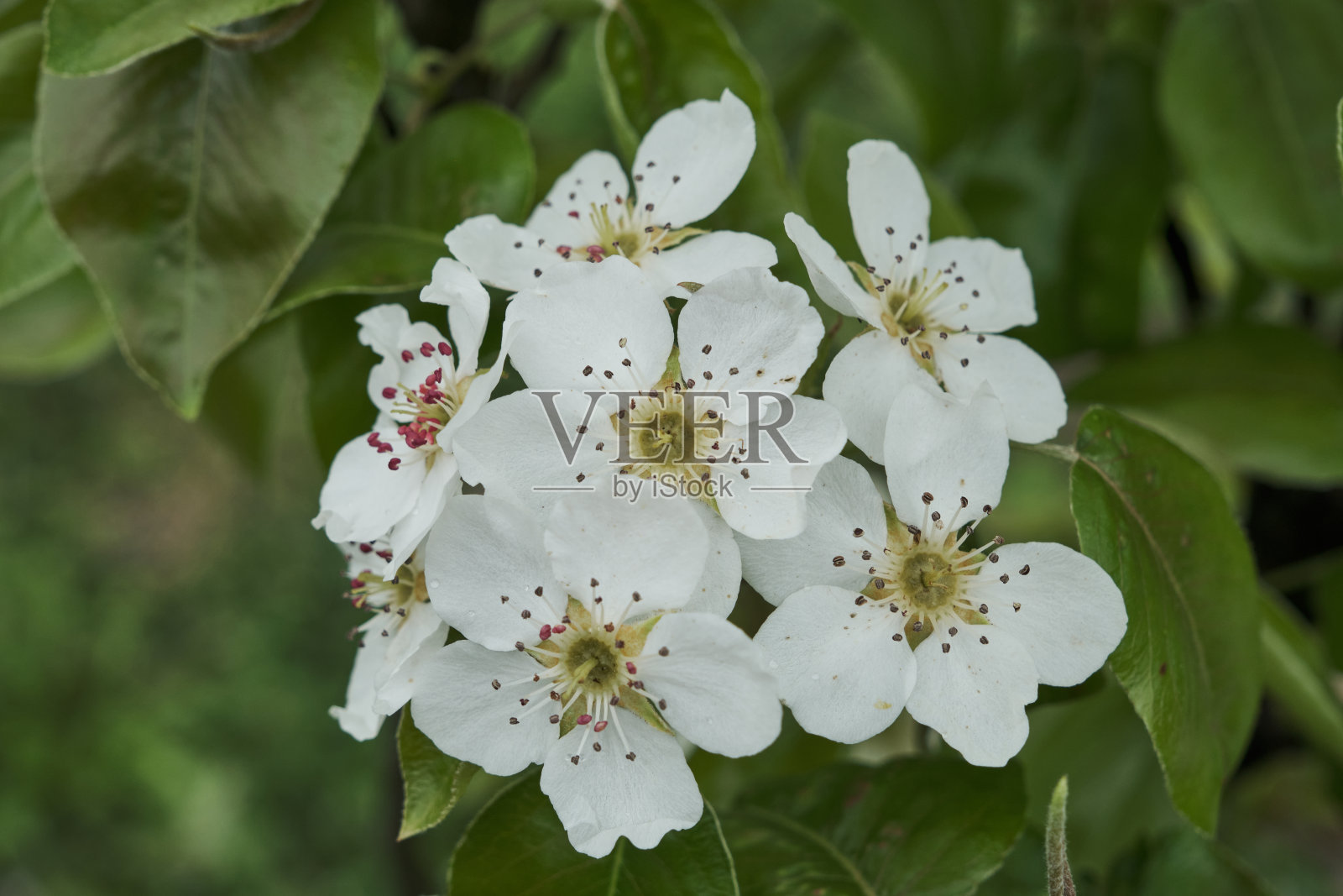 背景的春天樱花树。有选择性的重点照片摄影图片