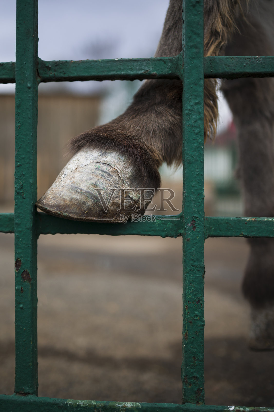 山羊蹄的近景照片摄影图片