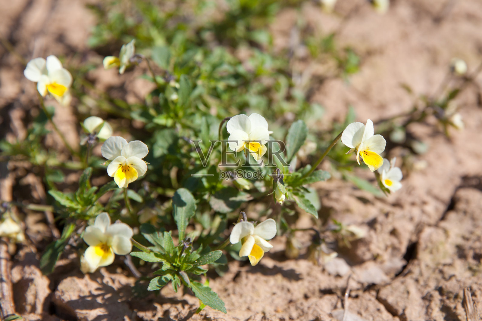 一群野生三色堇，约翰尼跳起来，在森林中的一块大岩石上盛开的欧洲本土的野花，有选择性的特写镜头照片摄影图片