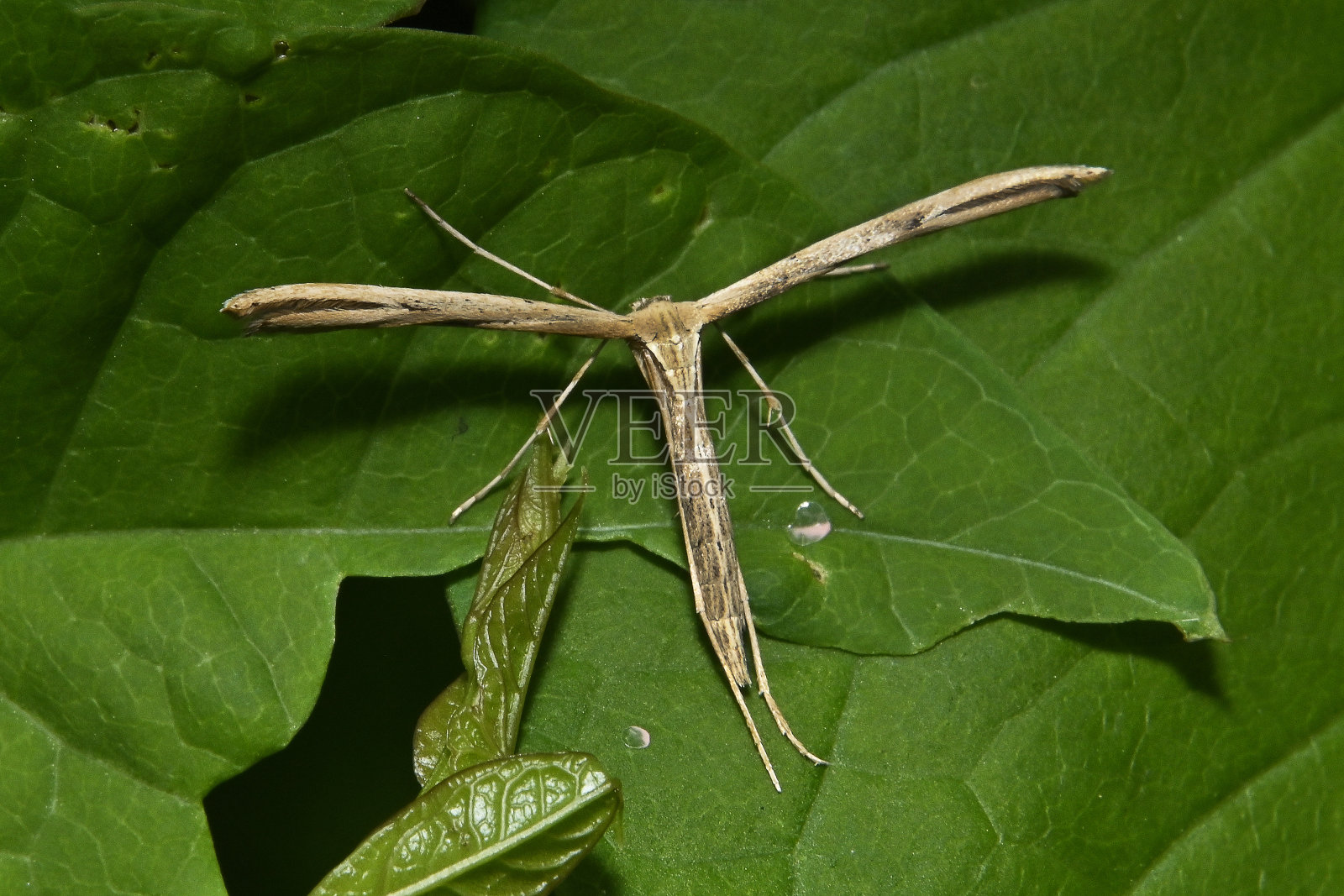 普通羽蛾，单趾艾美利娜。照片摄影图片