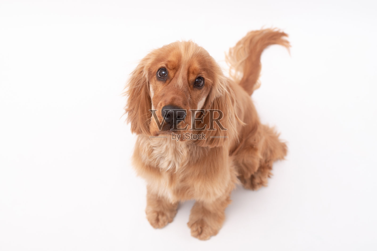 1岁可卡犬照片拍摄照片摄影图片