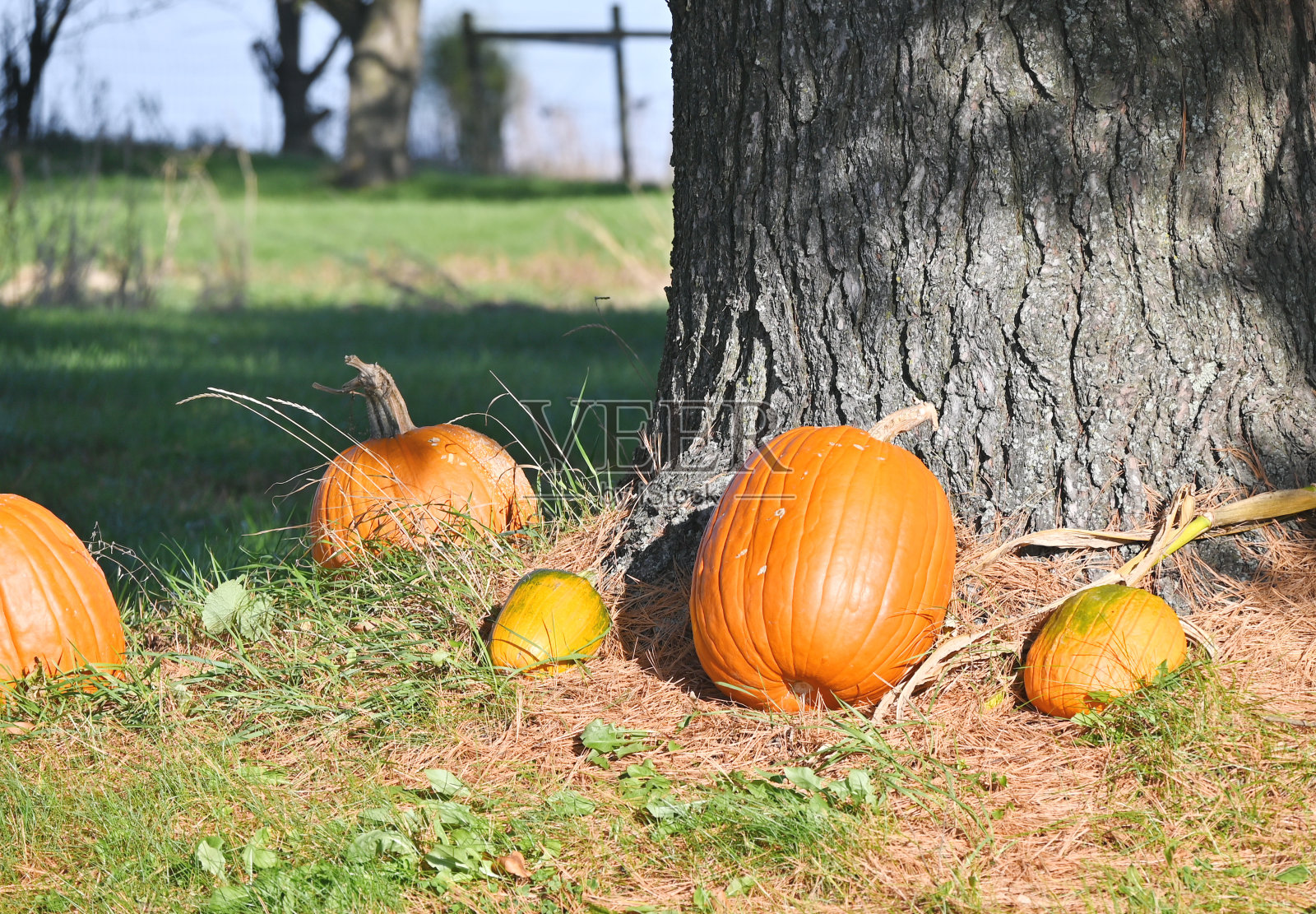 树旁的南瓜照片摄影图片