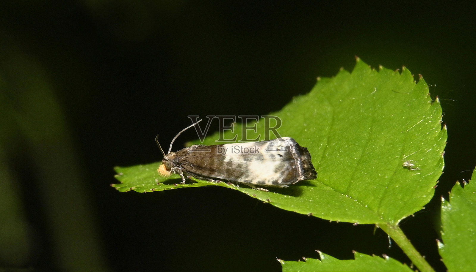 黄脸钟蛾，Notocelia Cynosbatella。照片摄影图片